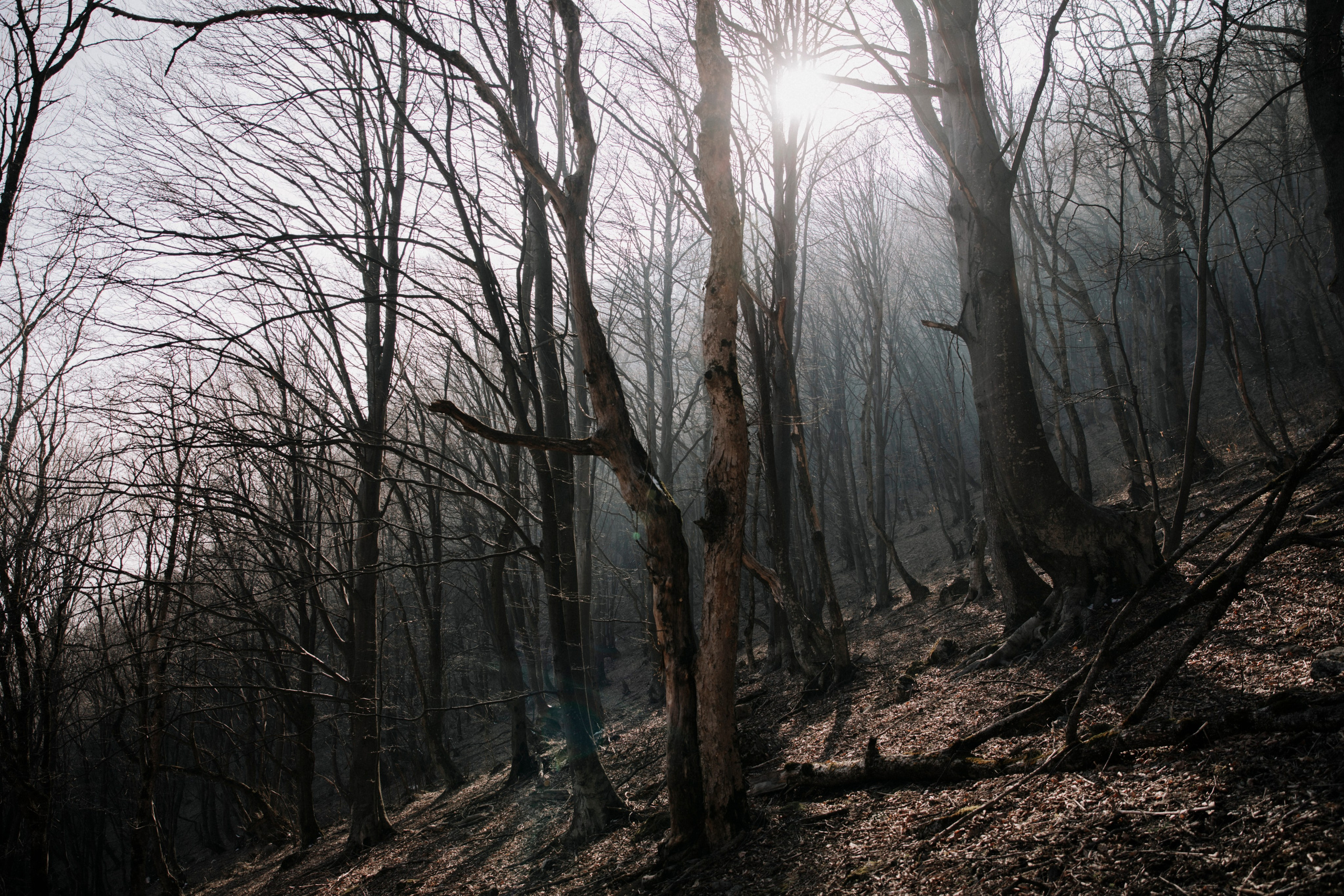 Осетия. Фетхуз. Треккинг в гору