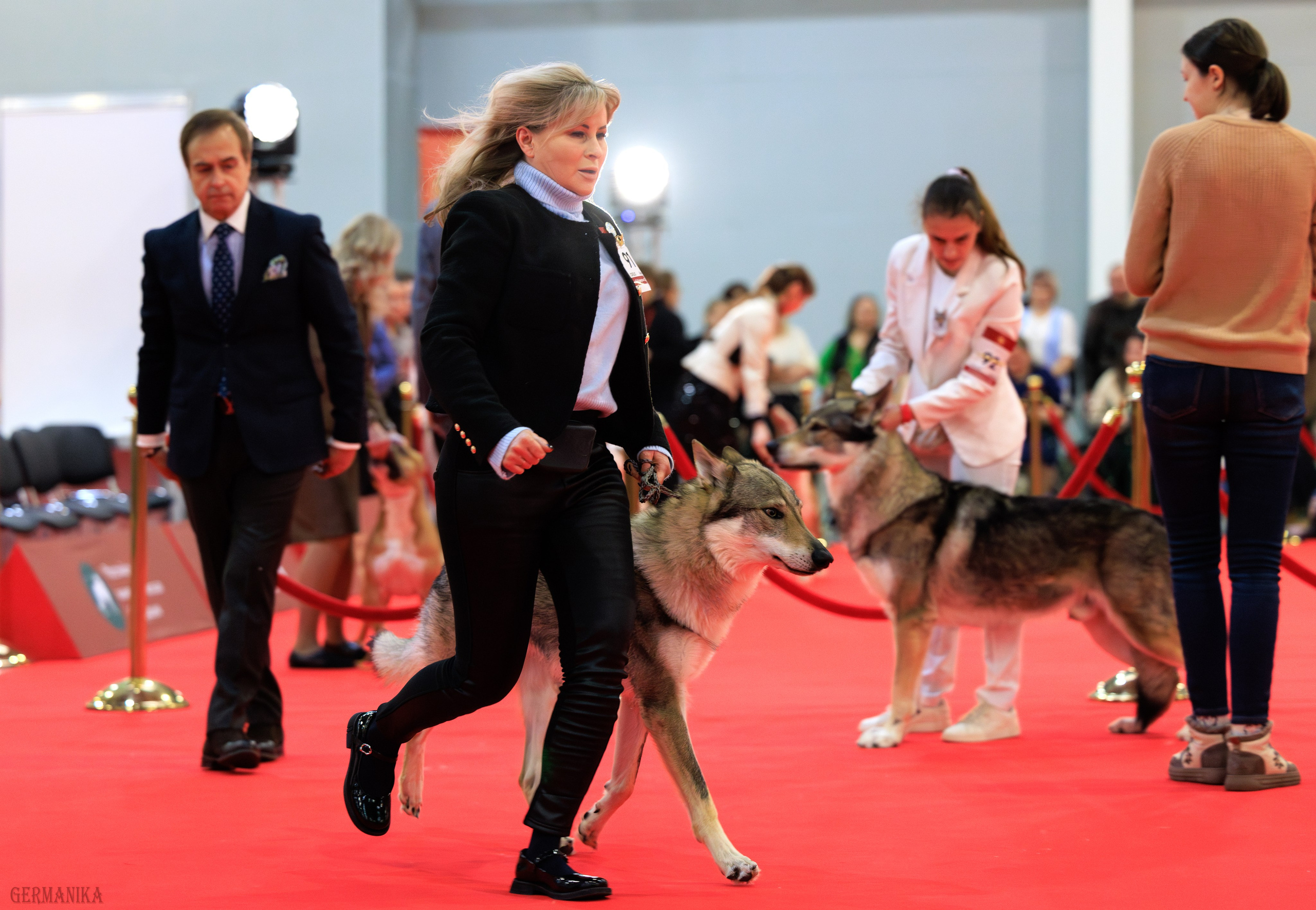 Лучшие Собаки России 17-18.02.2024. Фотограф-анималист Юлия Германика