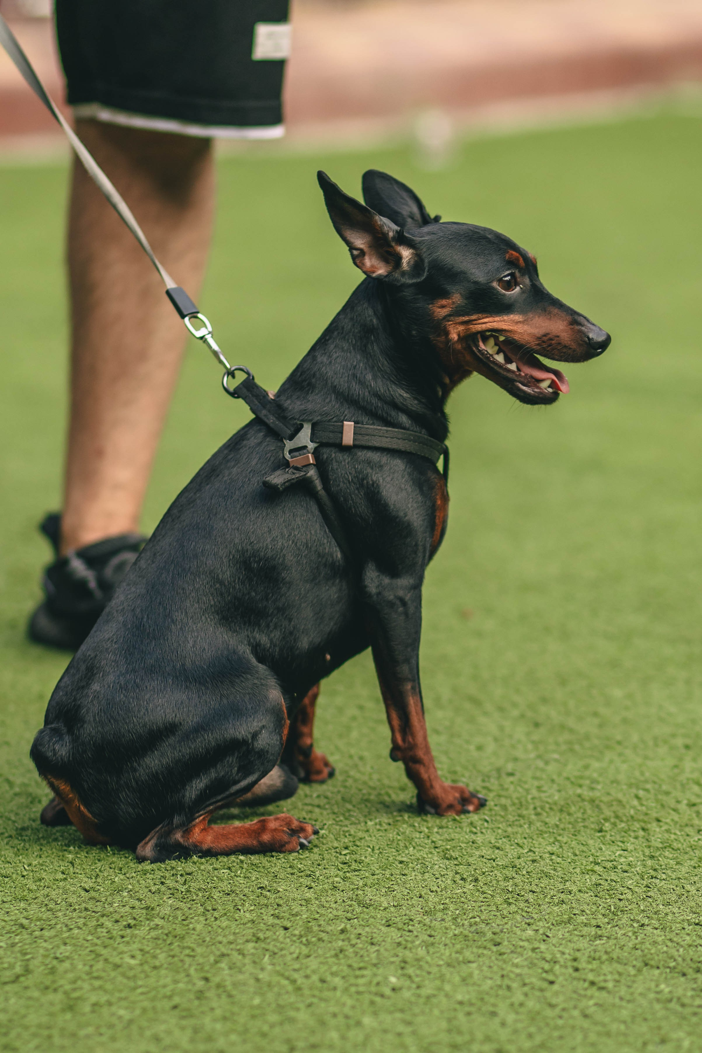 Pet-Party + Live-music |Парк Культуры. Фотограф в Ставрополе Алина Клочкова