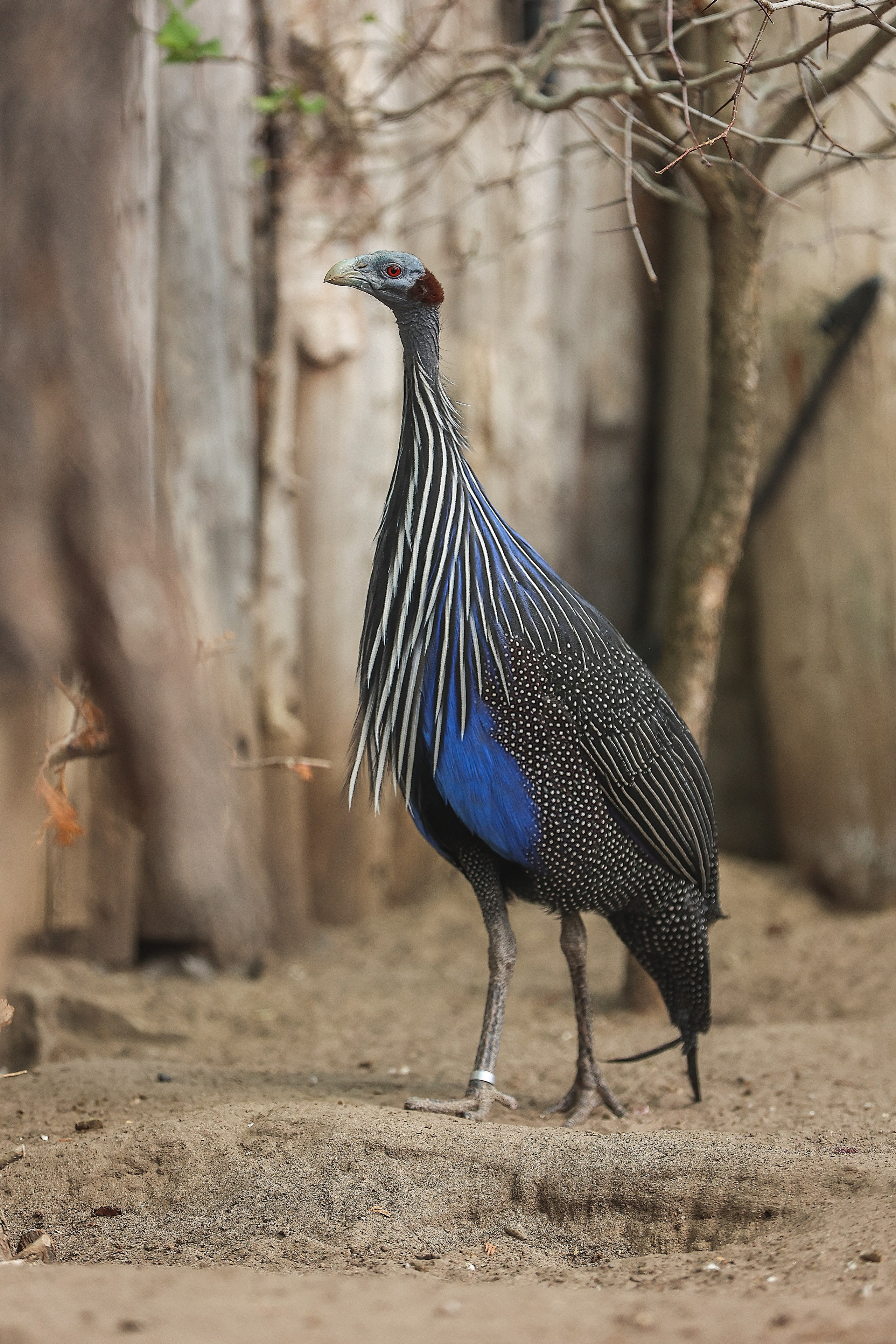 Зоопарк Малинки. Фотограф-АниМалист Анна Абрамова