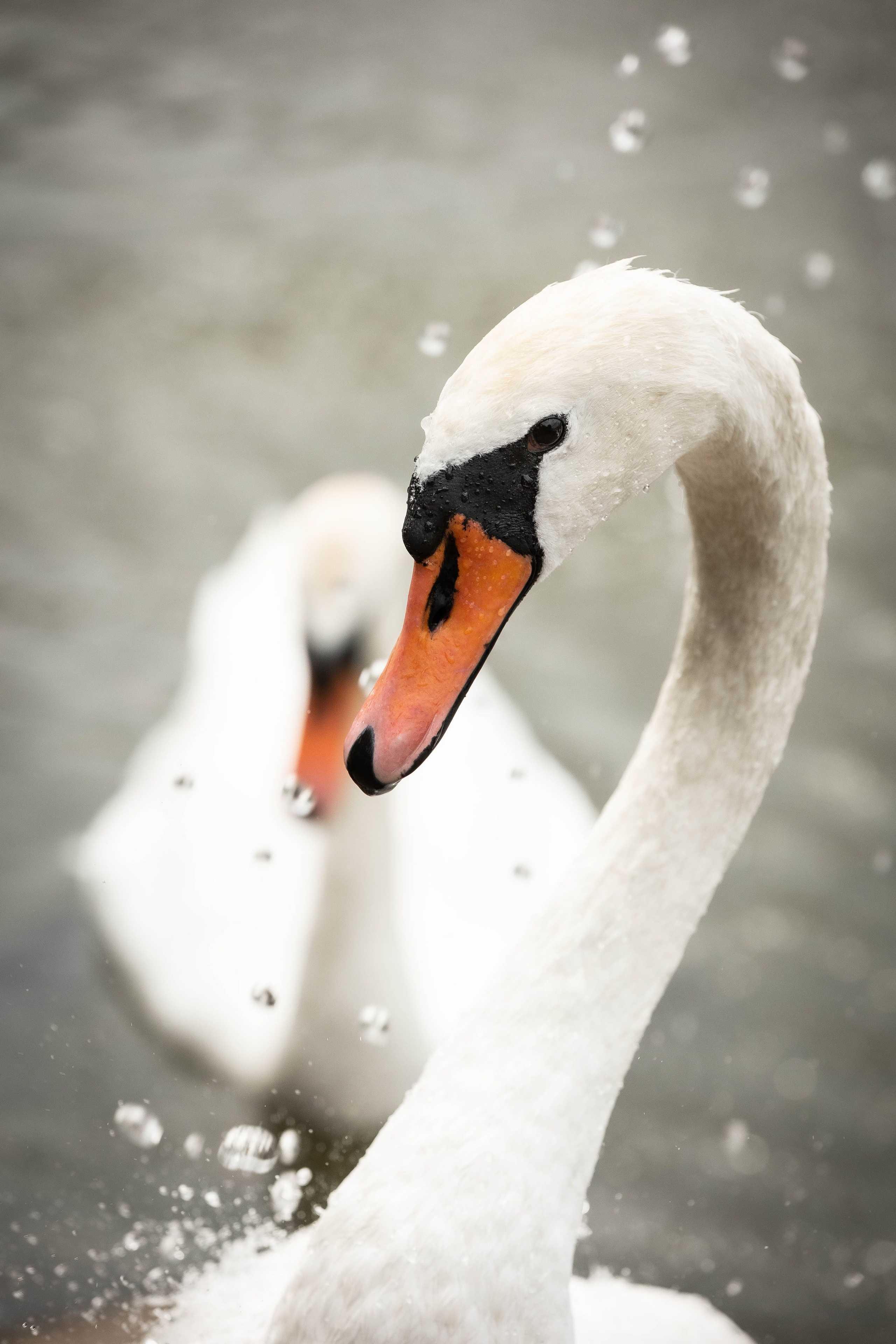 Зоопарк Малинки. Фотограф-АниМалист Анна Абрамова