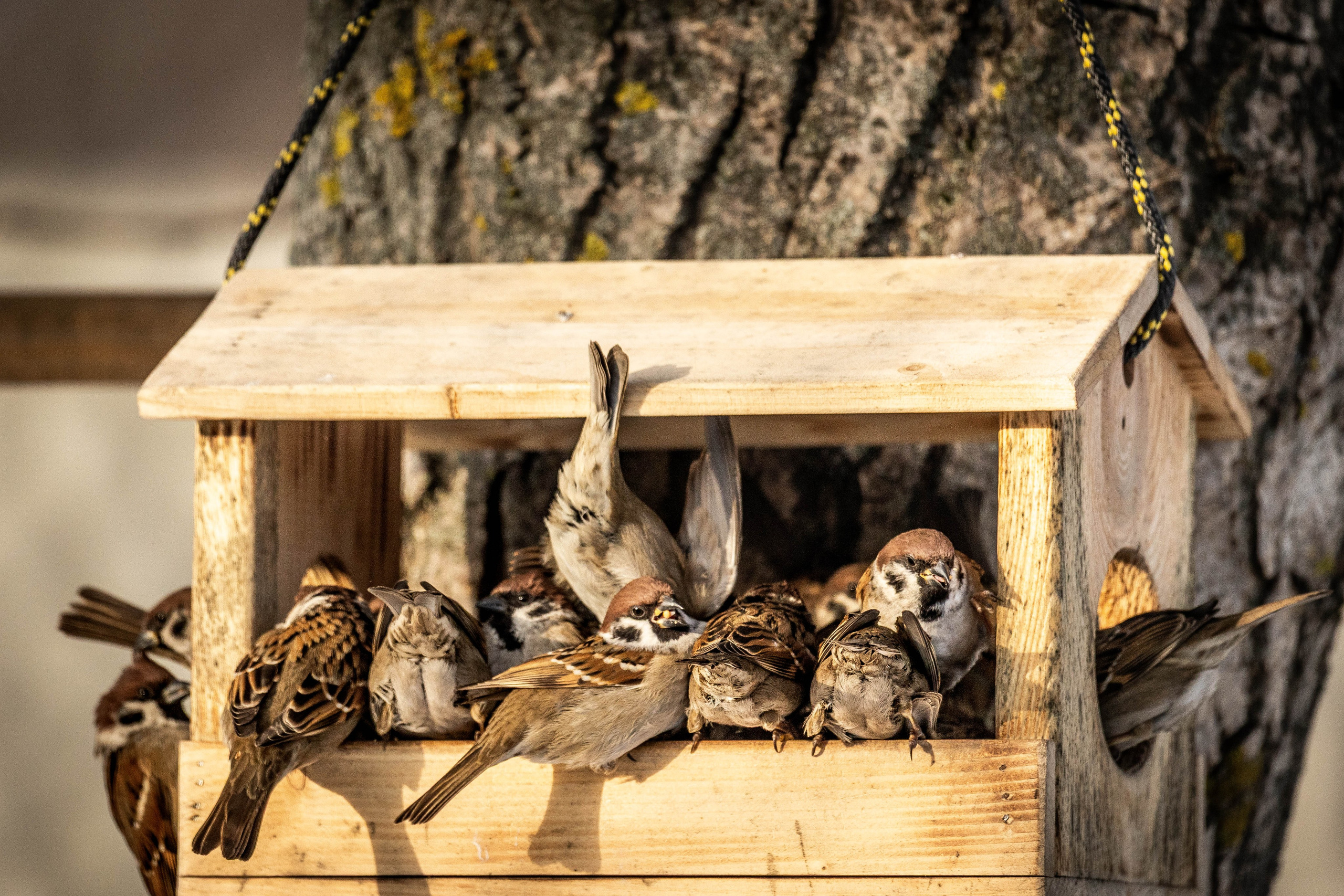 Дикий животный мир. Фотограф-АниМалист Анна Абрамова