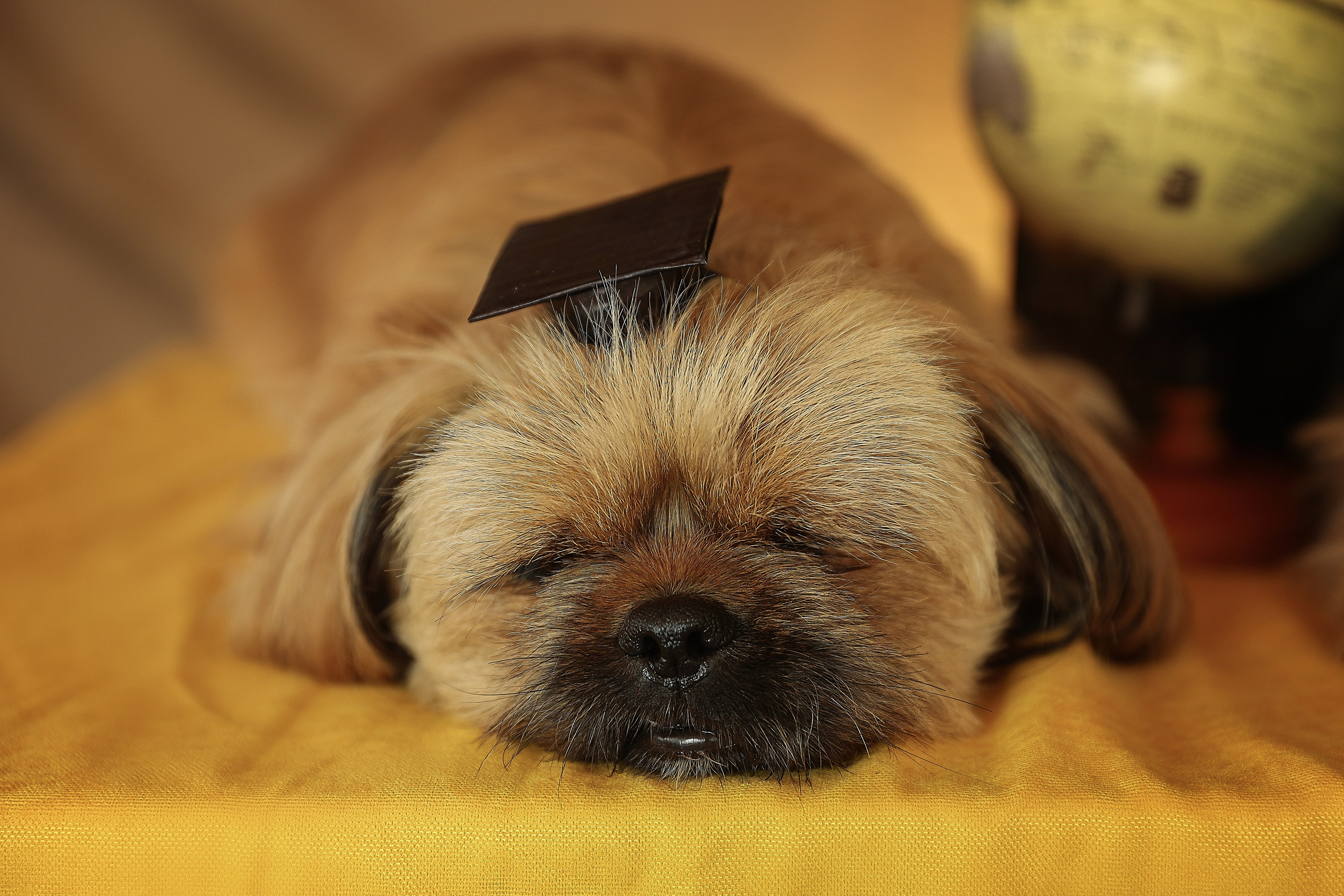 В СТУДИИ. Фотограф-АниМалист Анна Абрамова