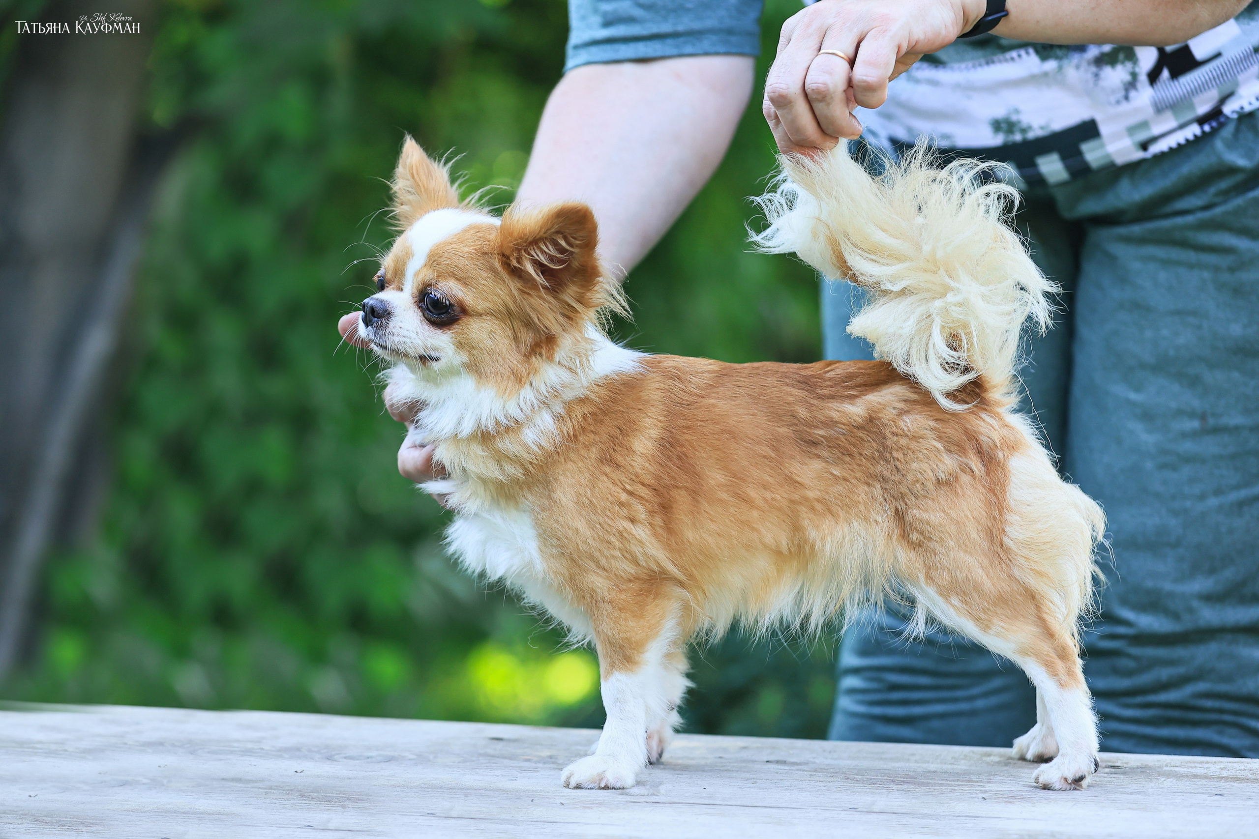 Чухуа хуа, собака в цветах, красивая собака, фотограф анималист, фотокурс Анималистика, научиться фотографировать собак, фотограф Новосибирск
