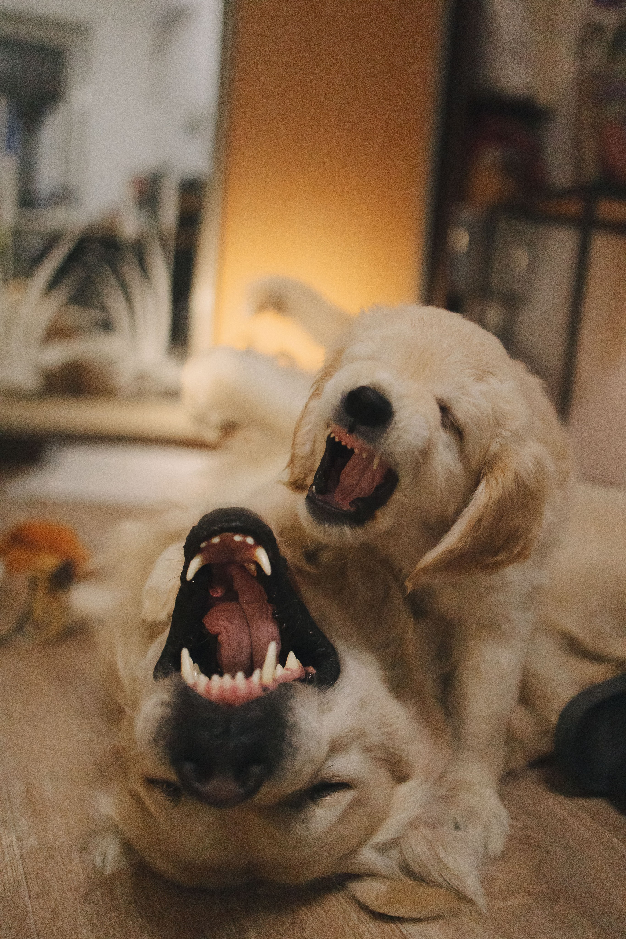 Снежик и Веста, НГ. Свадебный и женский фотограф