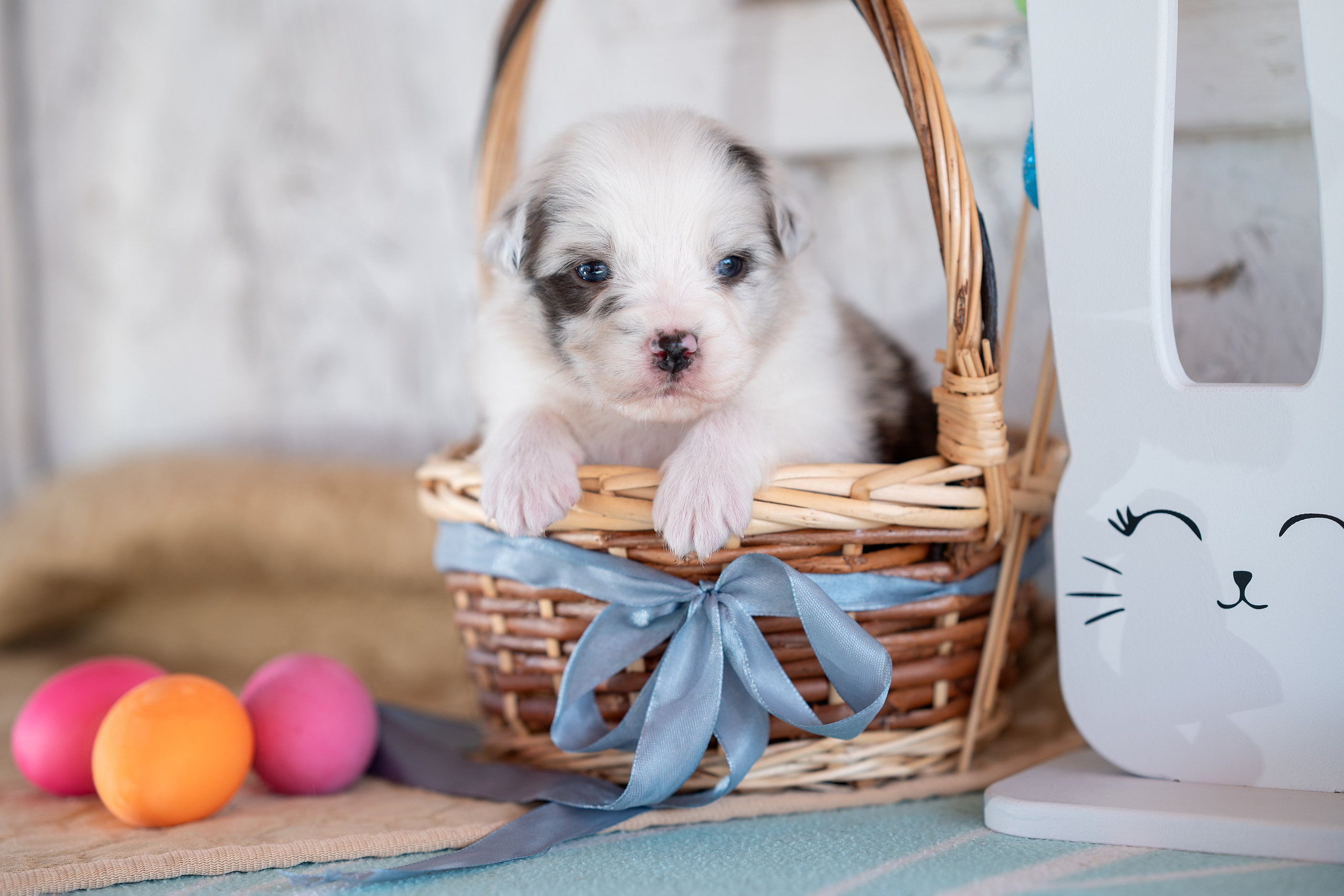 Заводчик Влада Эльман. Творческий фотограф Вологда