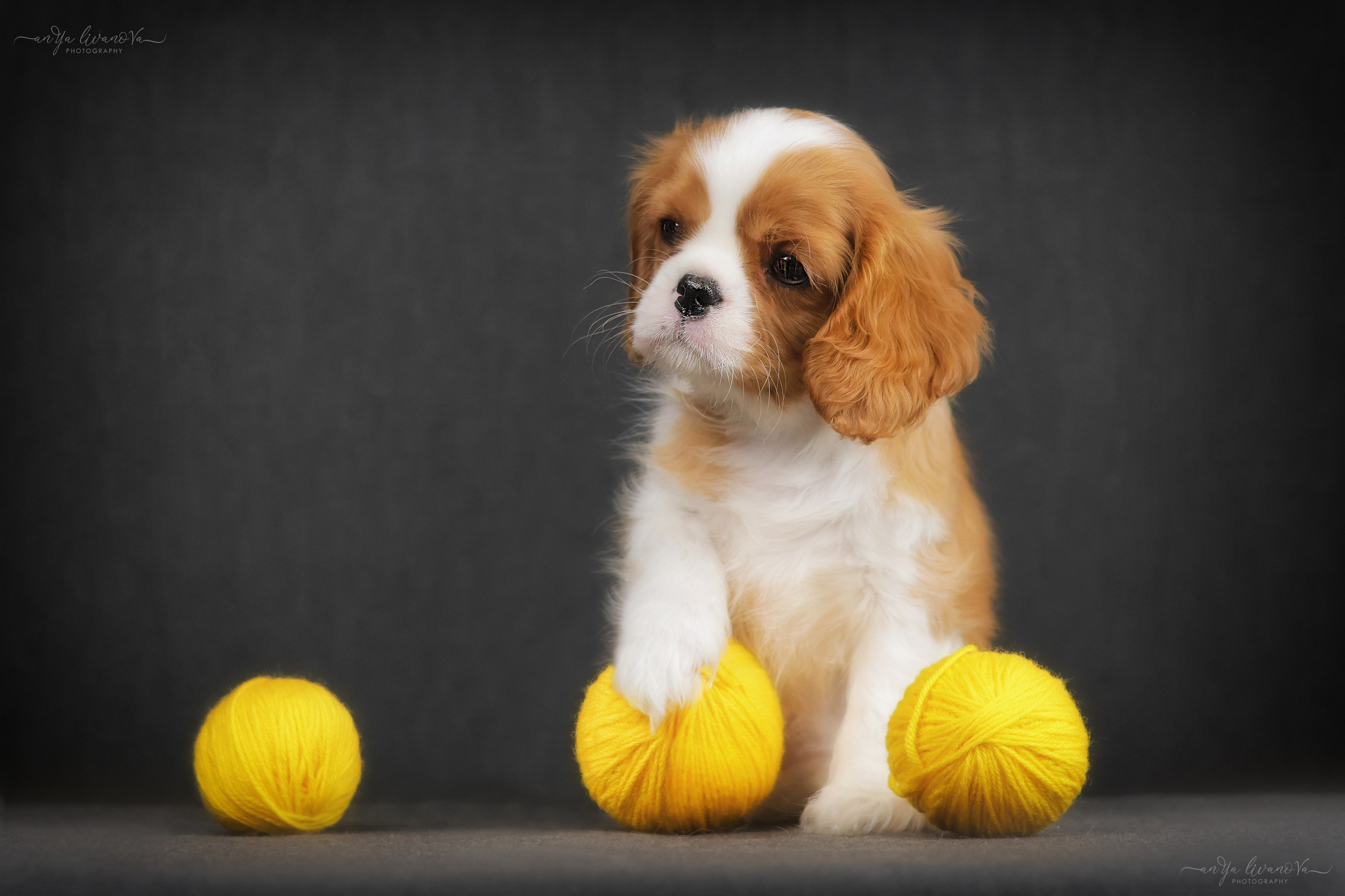 Кавалерчики. Фотограф анималист Аня Ливанова | Рыбинск