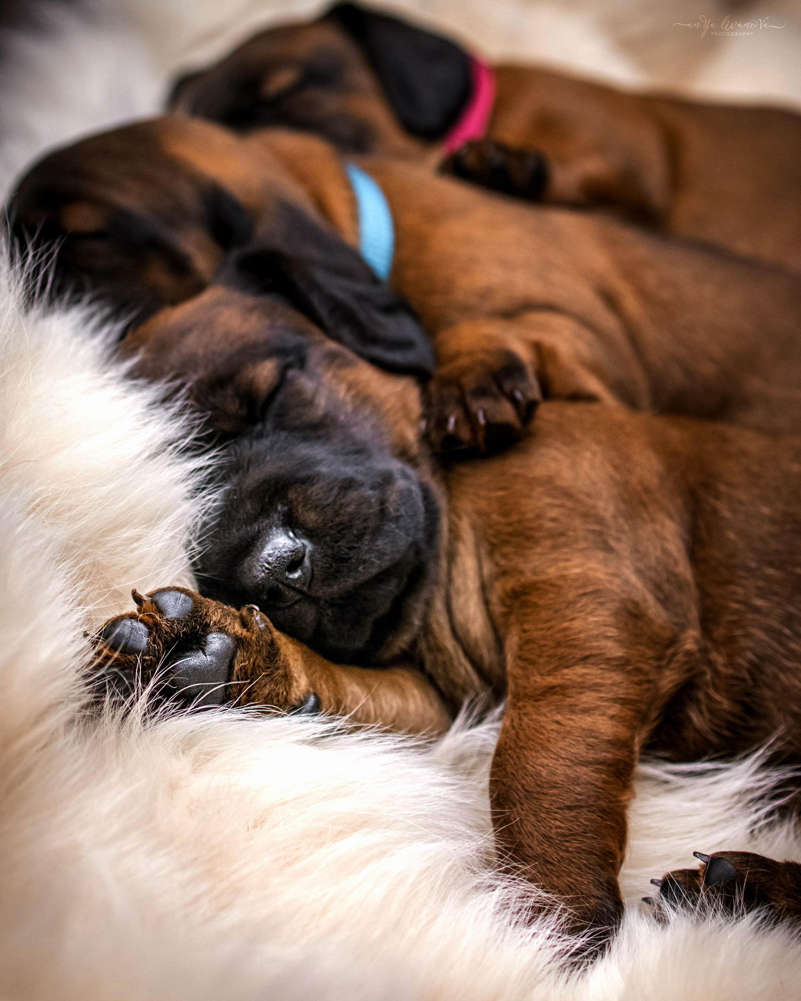 Баварчики. Фотограф анималист Аня Ливанова | Рыбинск
