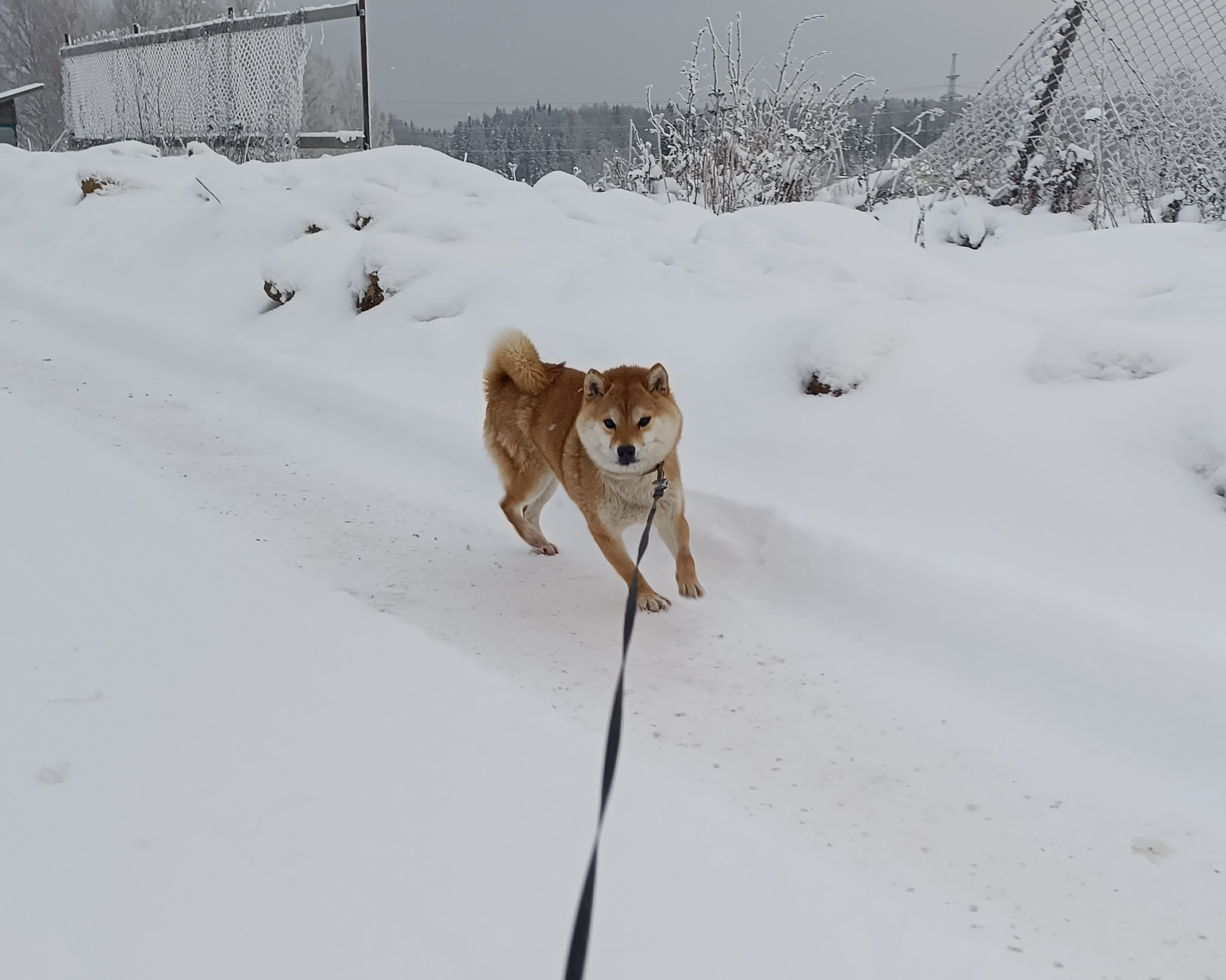 Сиба Rubylight Qiwi питомник Рубилайт 