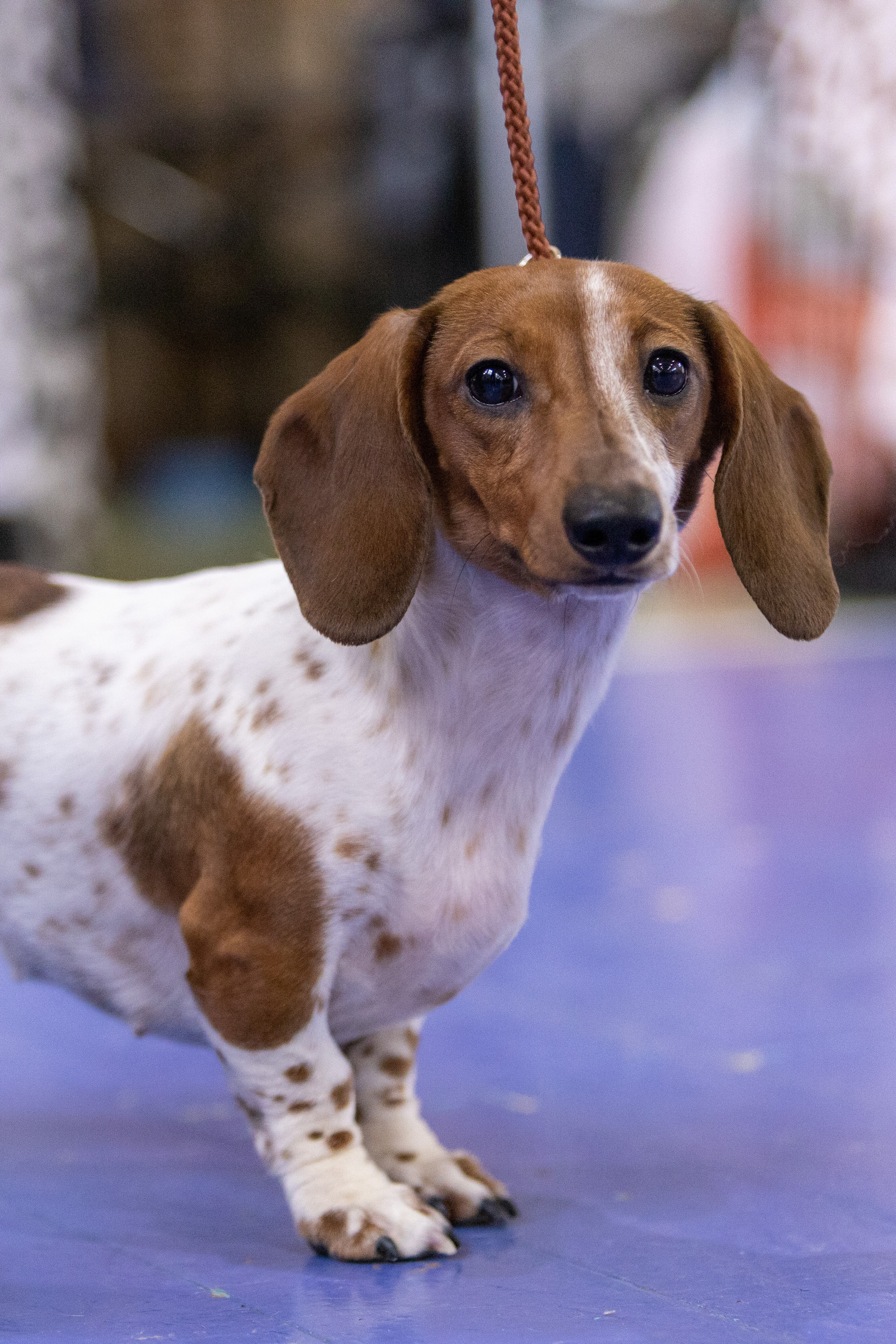 Собаки. Фотограф Яна Матвеева в Ижевске