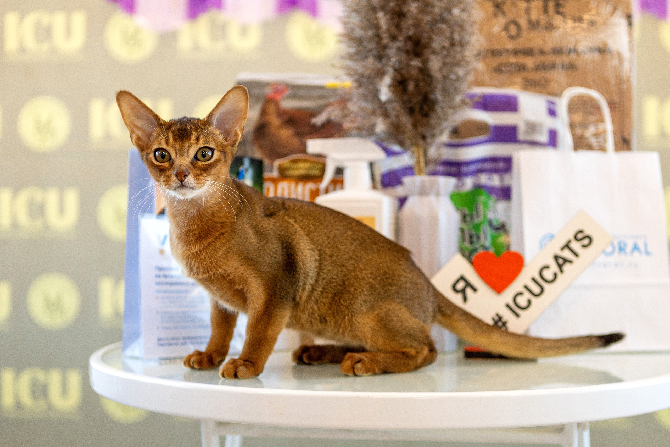 Котята. Фотограф Яна Матвеева в Ижевске