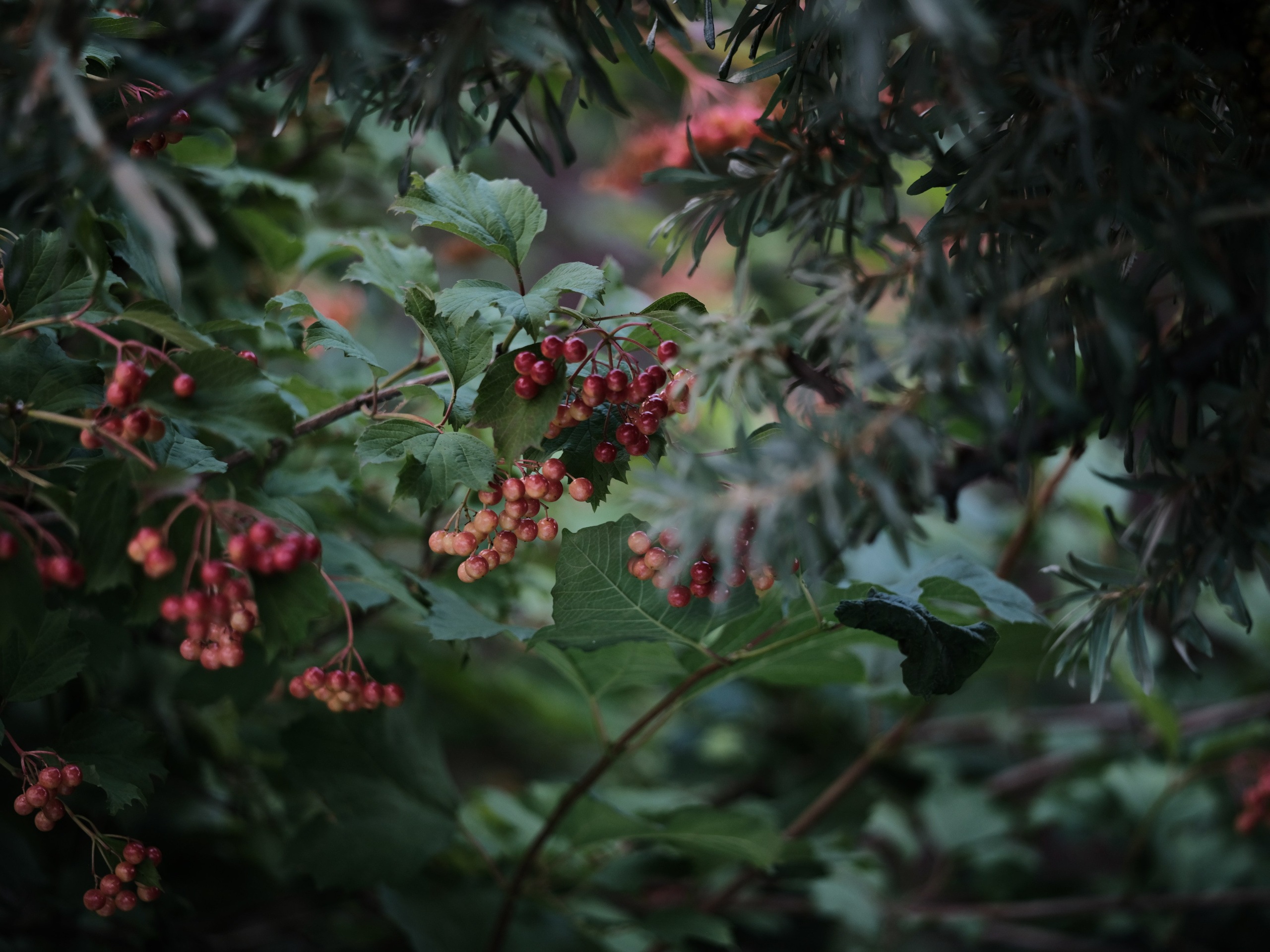 Портретный и репортажный фотограф в Санкт-Петербурге Алексей Гончаров