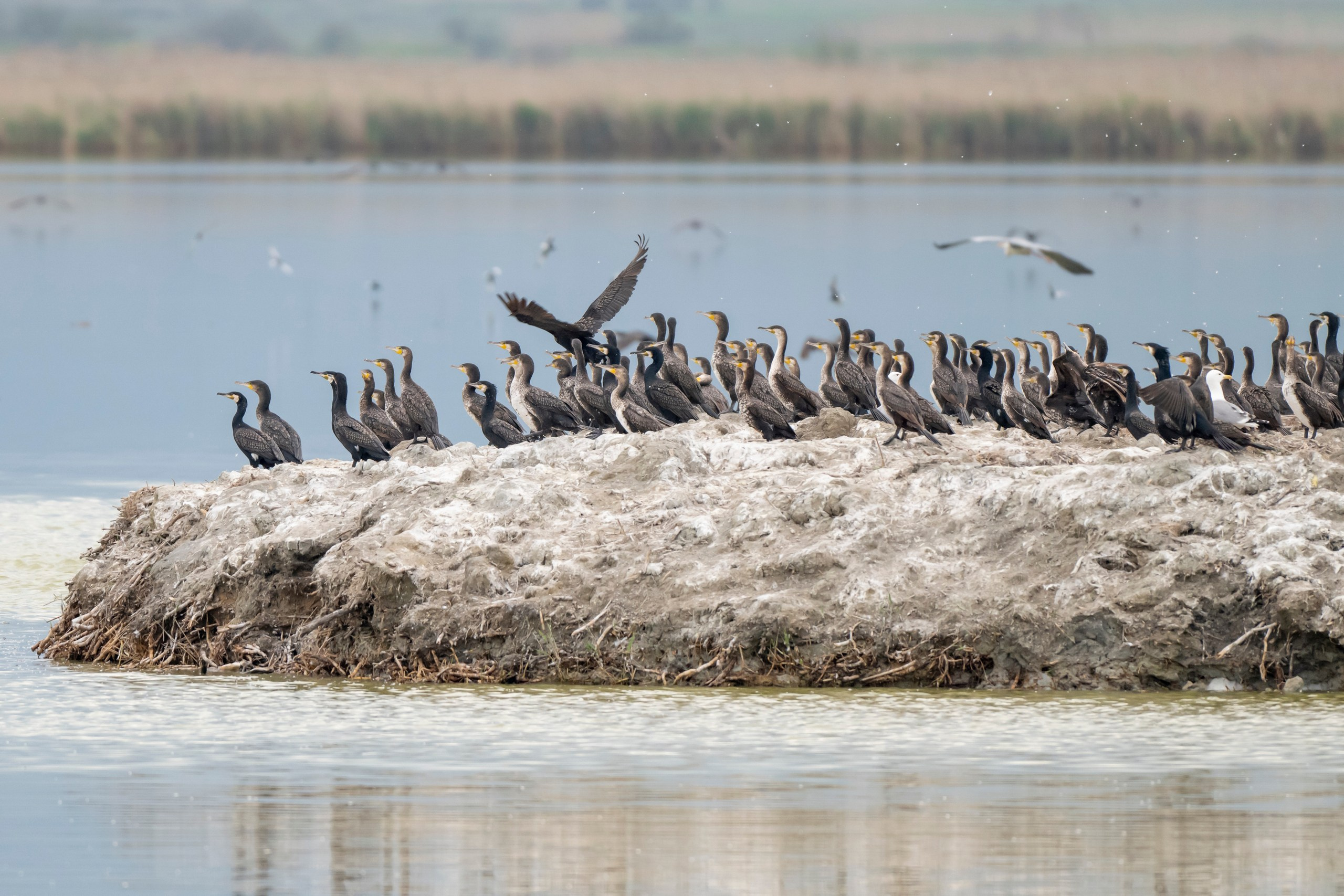 Дикая природа Дагестана. Май 2025 г. Foto-Zuev фотография как искусство