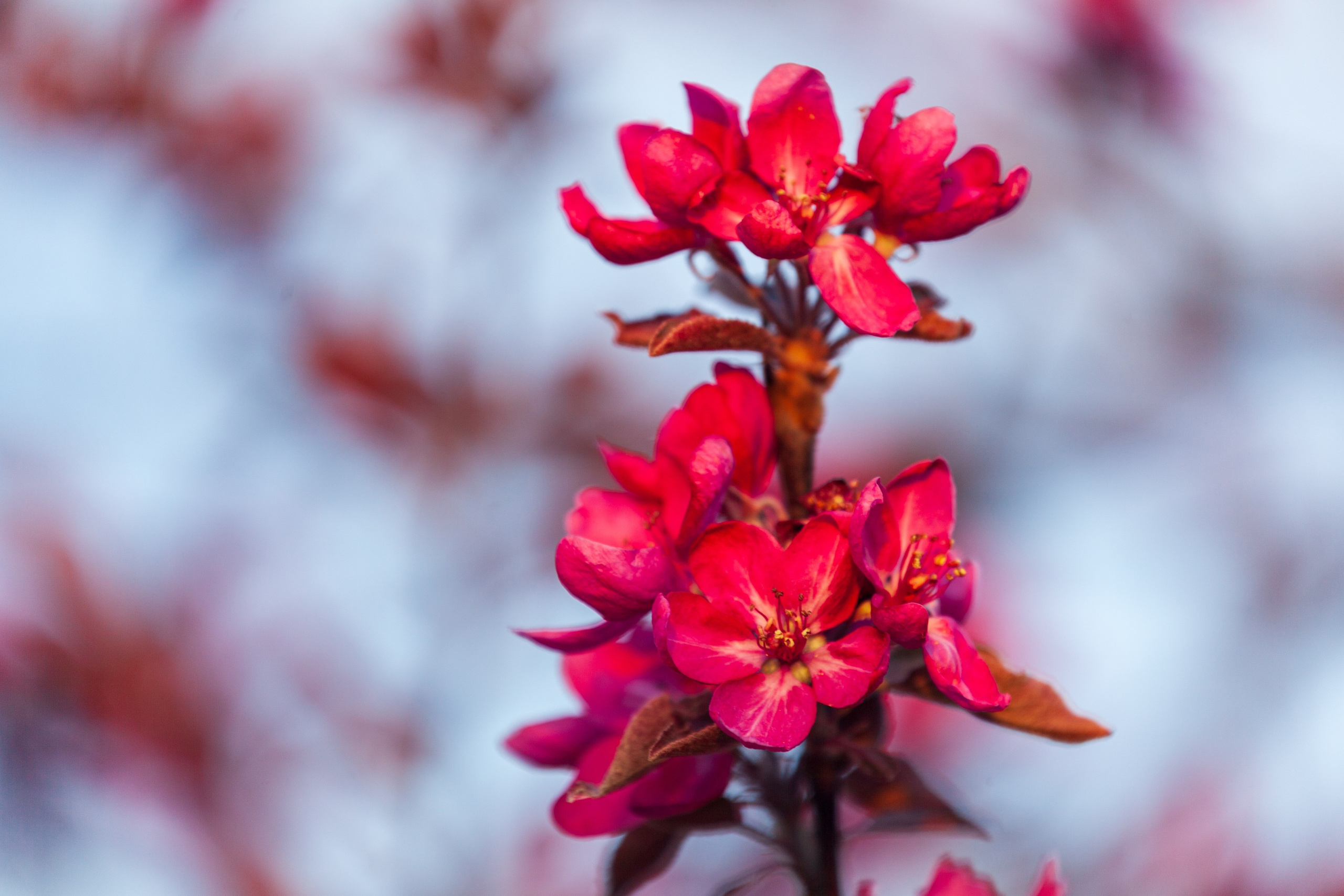 Яблоневый цвет. Фотохудожник Артём Парамонов