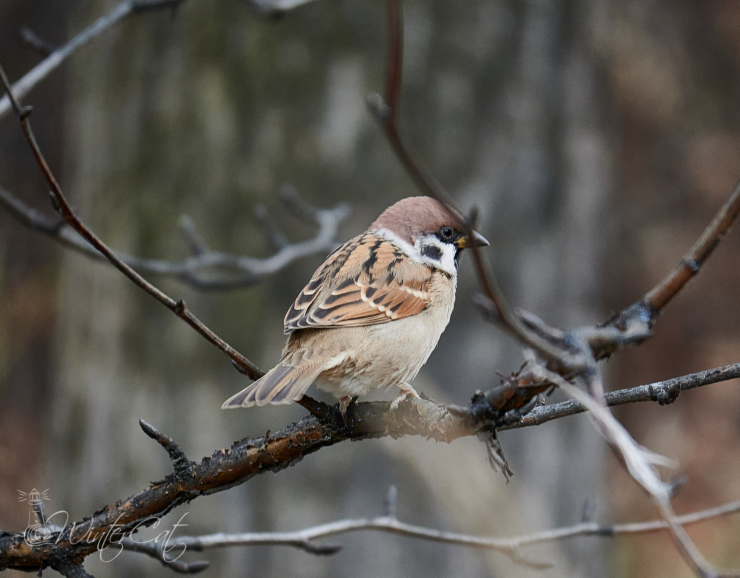 Арт Маркет 12.10.24. Портретный и репортажный фотограф в Магадане Андрей Нефедов WinterCatPhoto