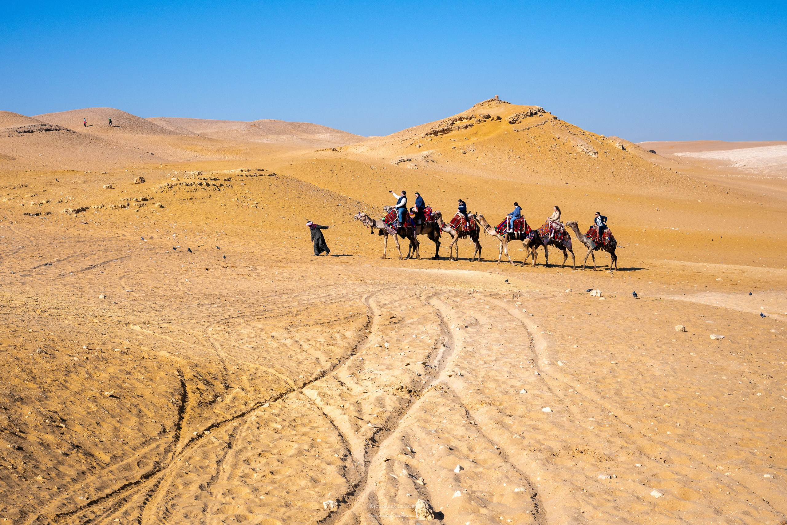 туристы на верблюдах