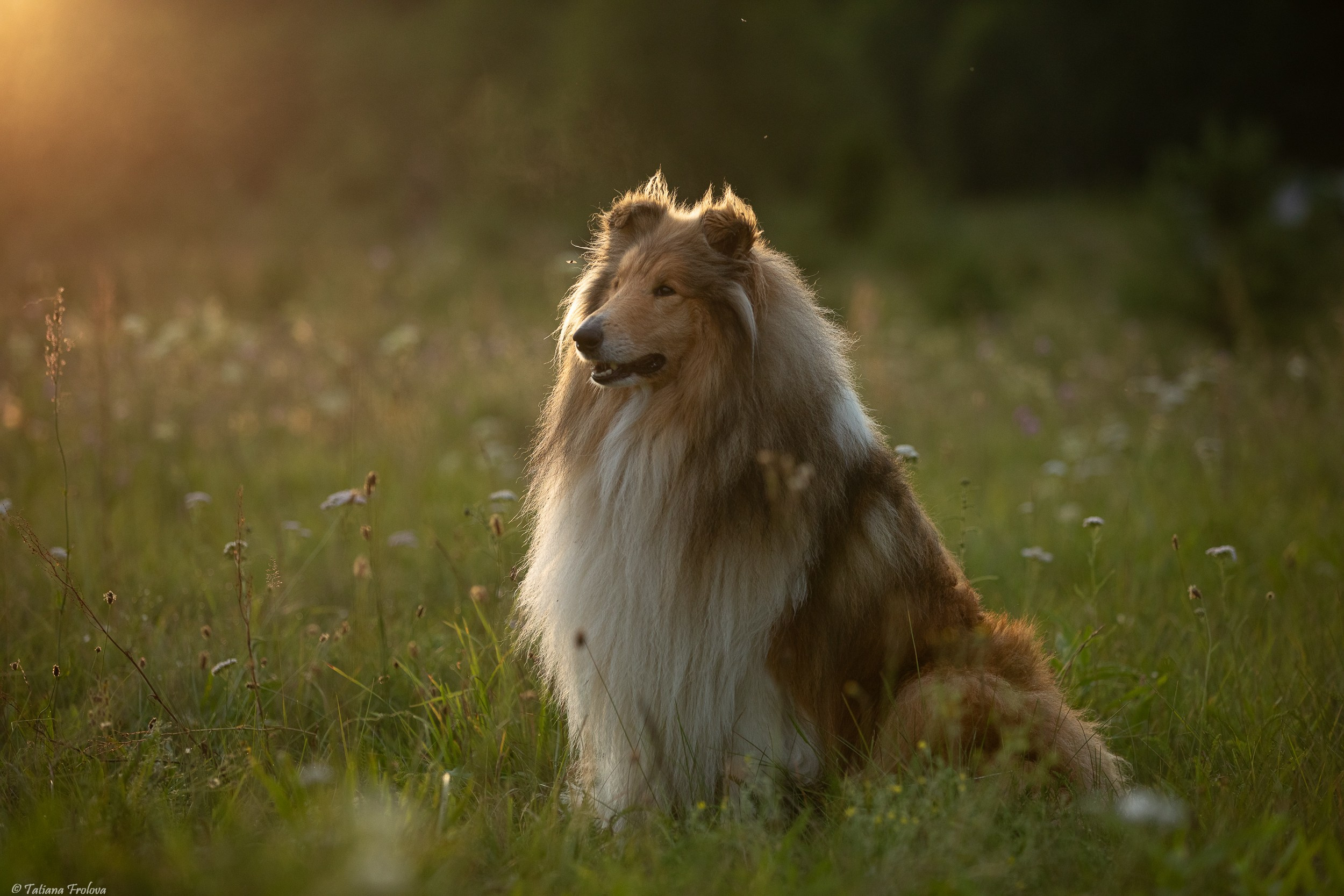 Фотопрогулка для нескольких собак загородом. Фотограф-анималист в Москве и Московской области Татьяна Фролова