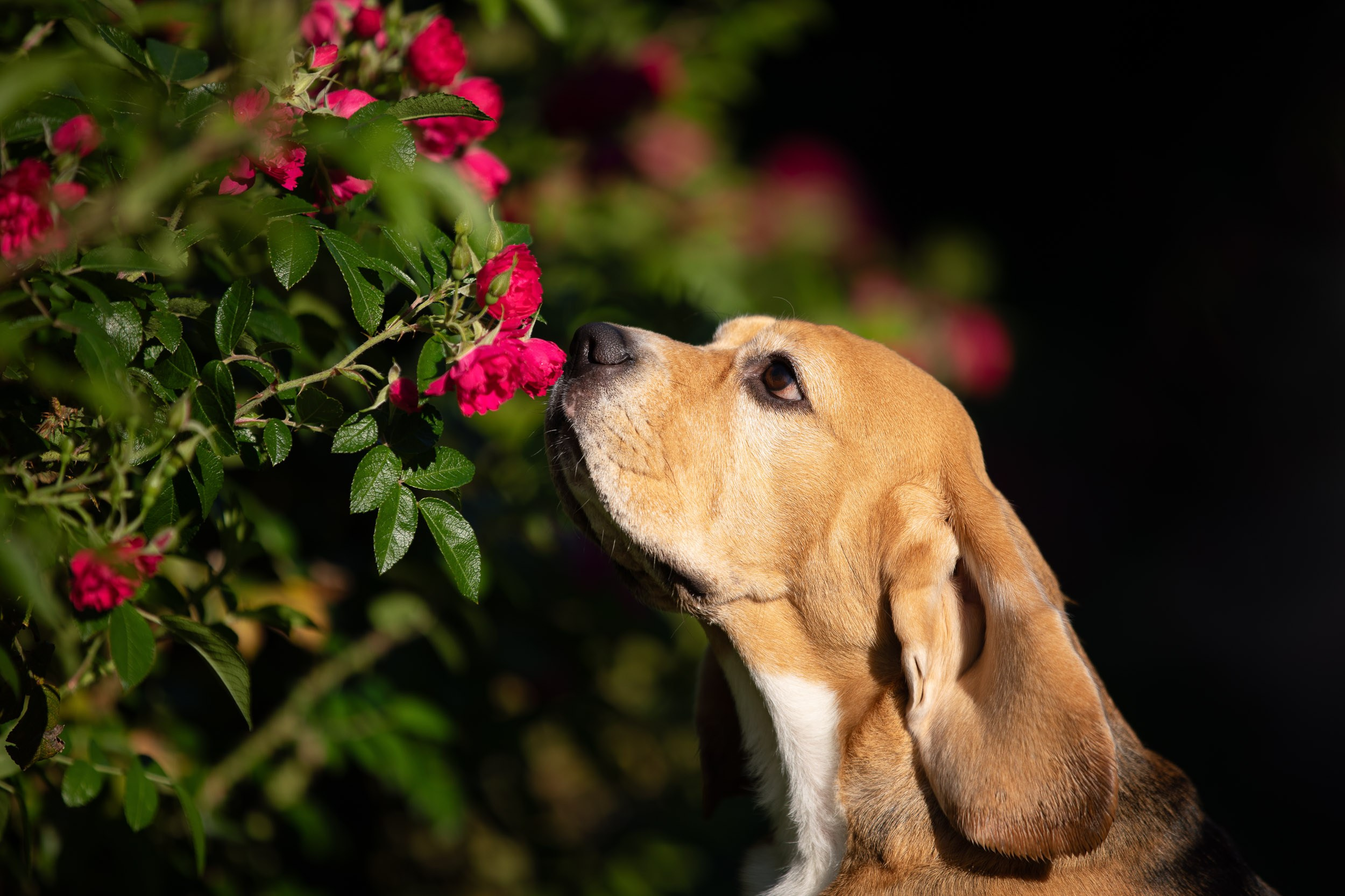 Фотопрогулка с Татьяной и биглем Евой. Фотограф-анималист в Москве и Московской области Татьяна Фролова