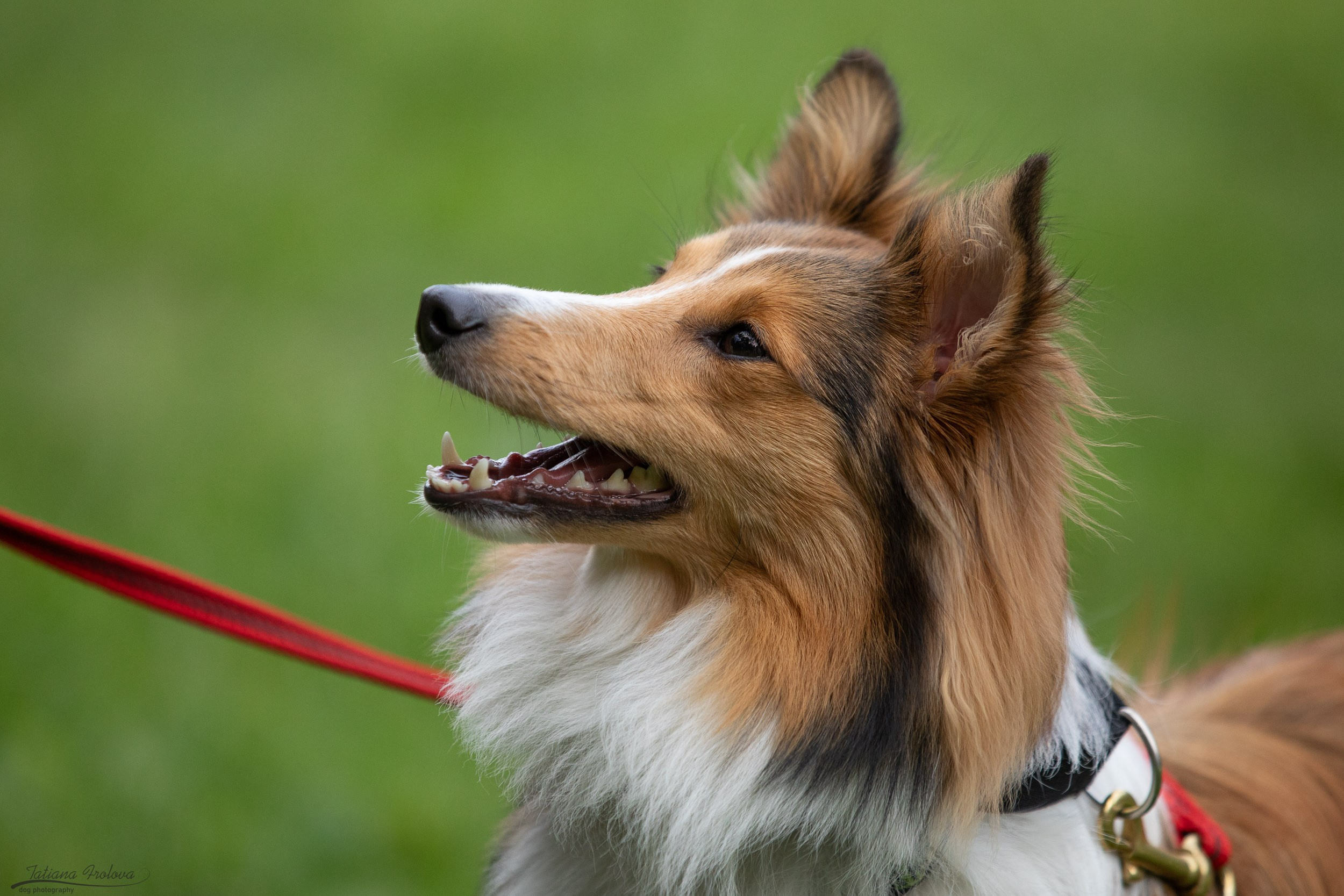 Репортаж с выводки молодняка колли/шелти в Ясенево. Фотограф-анималист в Москве и Московской области Татьяна Фролова