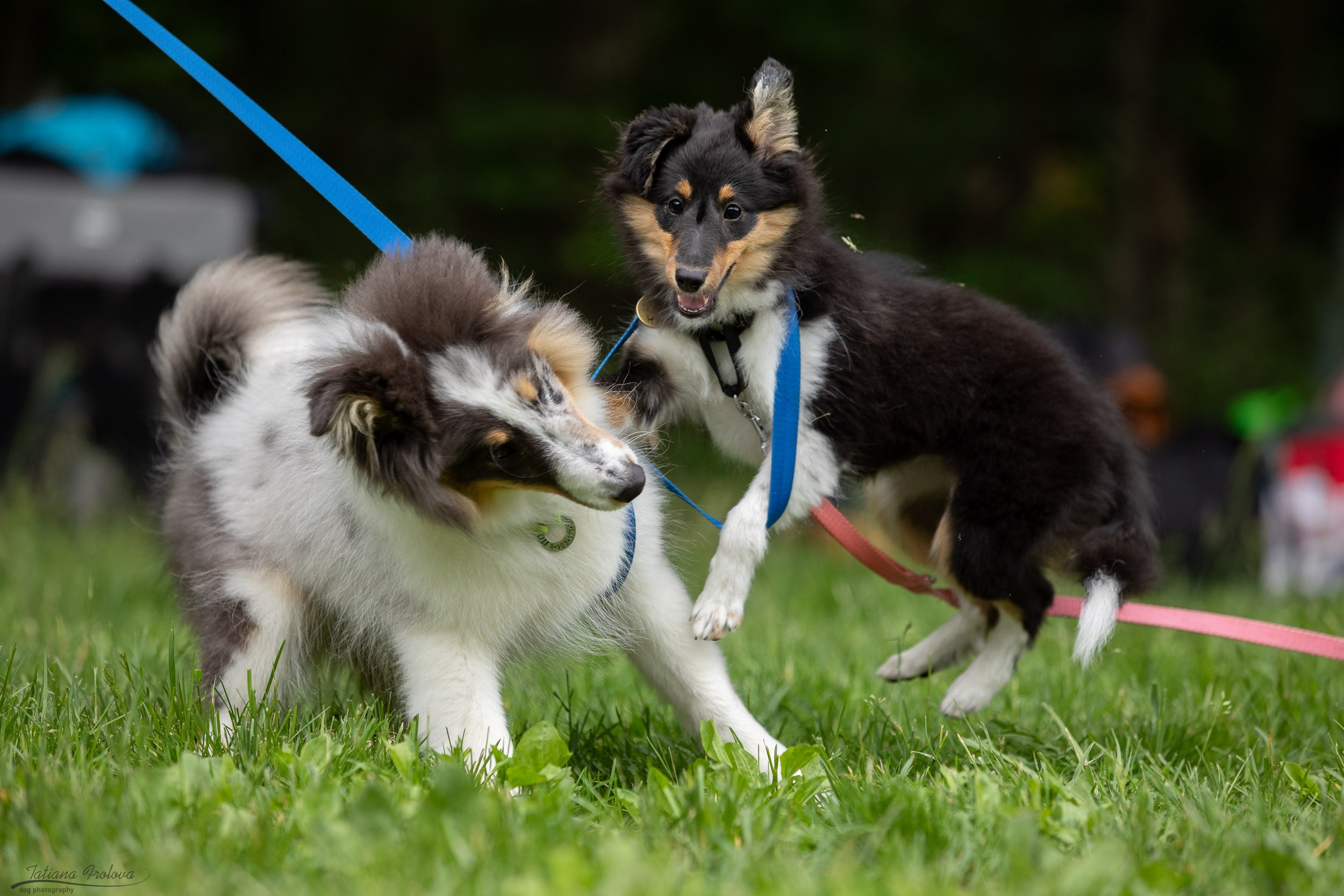 Репортаж с выводки молодняка колли/шелти в Ясенево. Фотограф-анималист в Москве и Московской области Татьяна Фролова