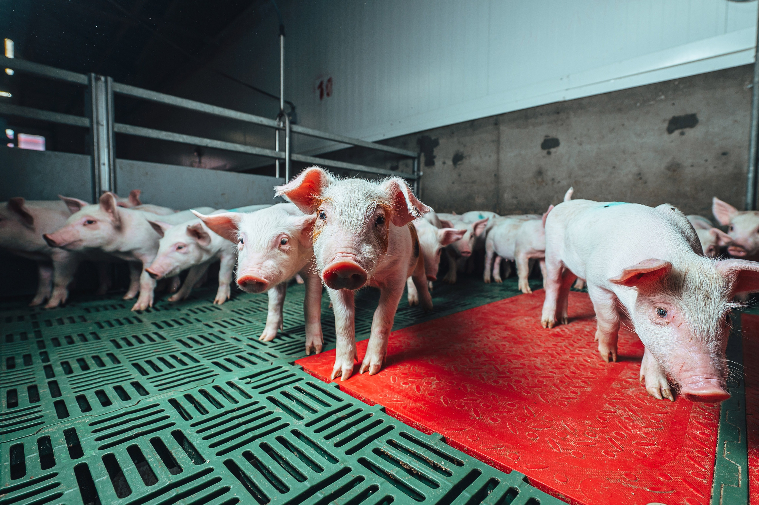 Свинокомплекс «СИБАГРО». Свадебная и концептуальная фотография в городе Улан-Удэ