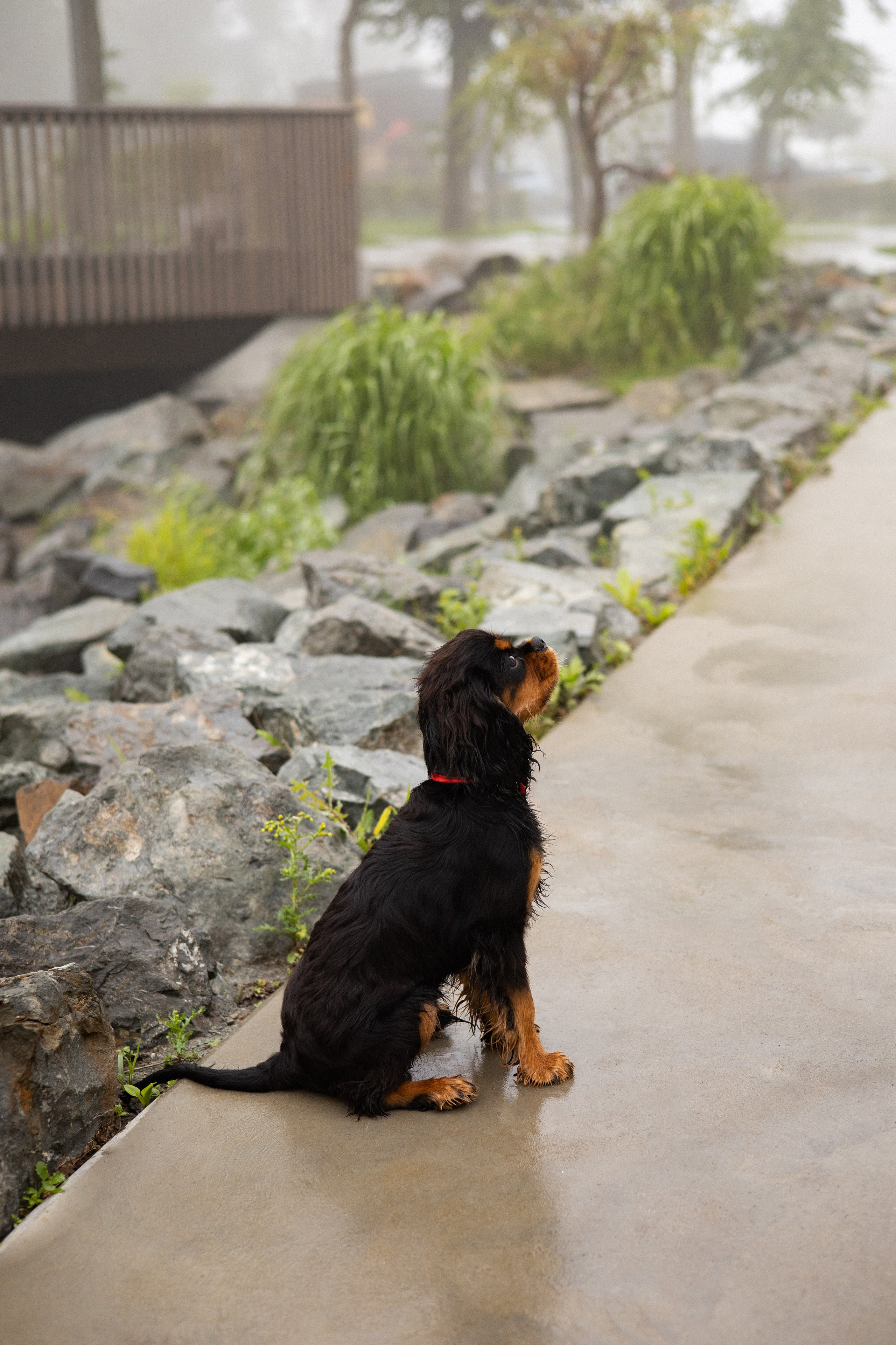 Алёна и Каспер. Фотограф — анималист Владивосток, Алина