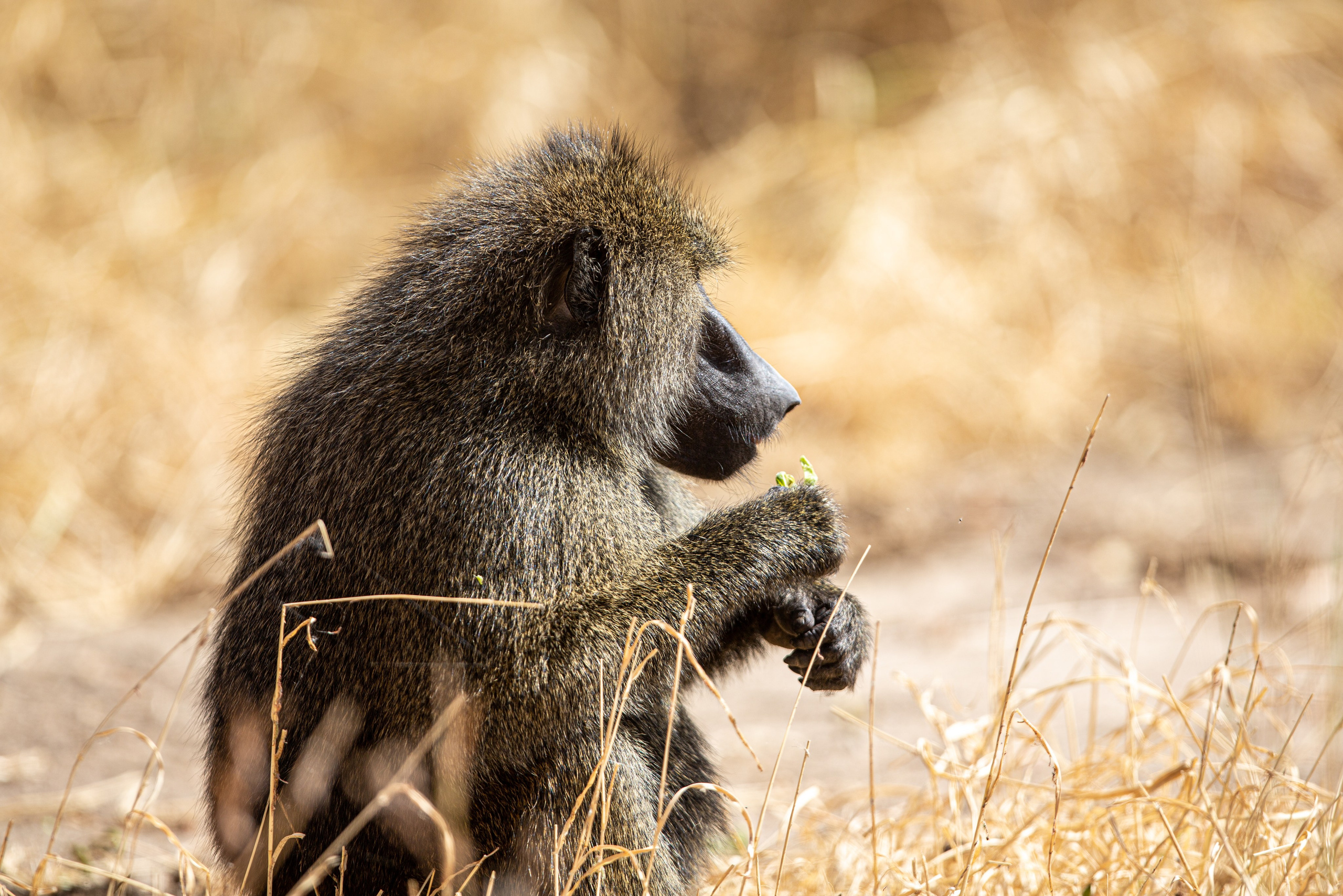 Танзания. Добродеева Алла фотограф, Москва
