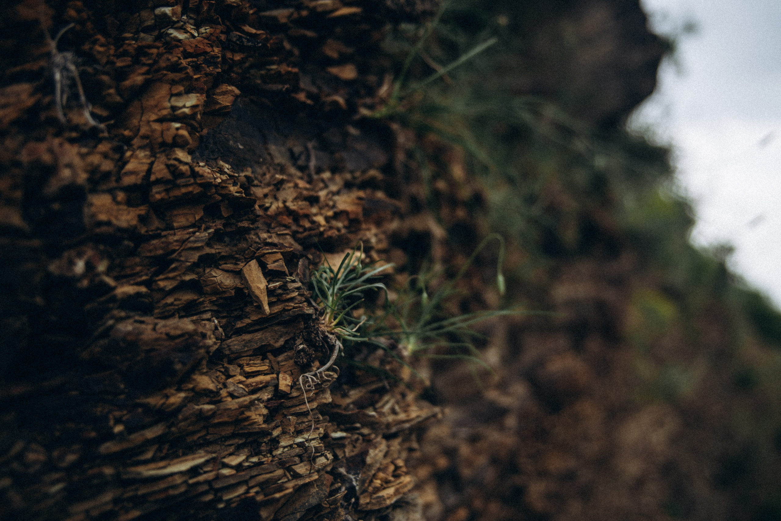 Коджори, Грузия 🇬🇪 «Honey Trip». Anita_photo