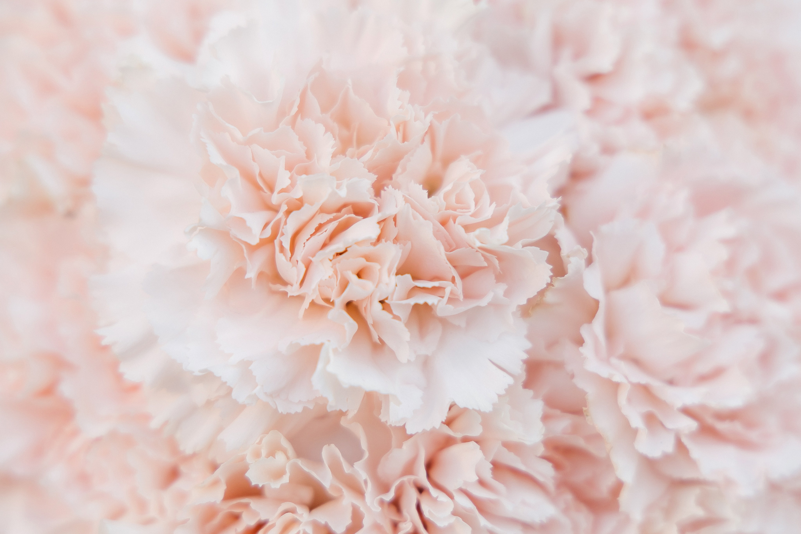 D&L. Фотограф Таганрог Хребет София