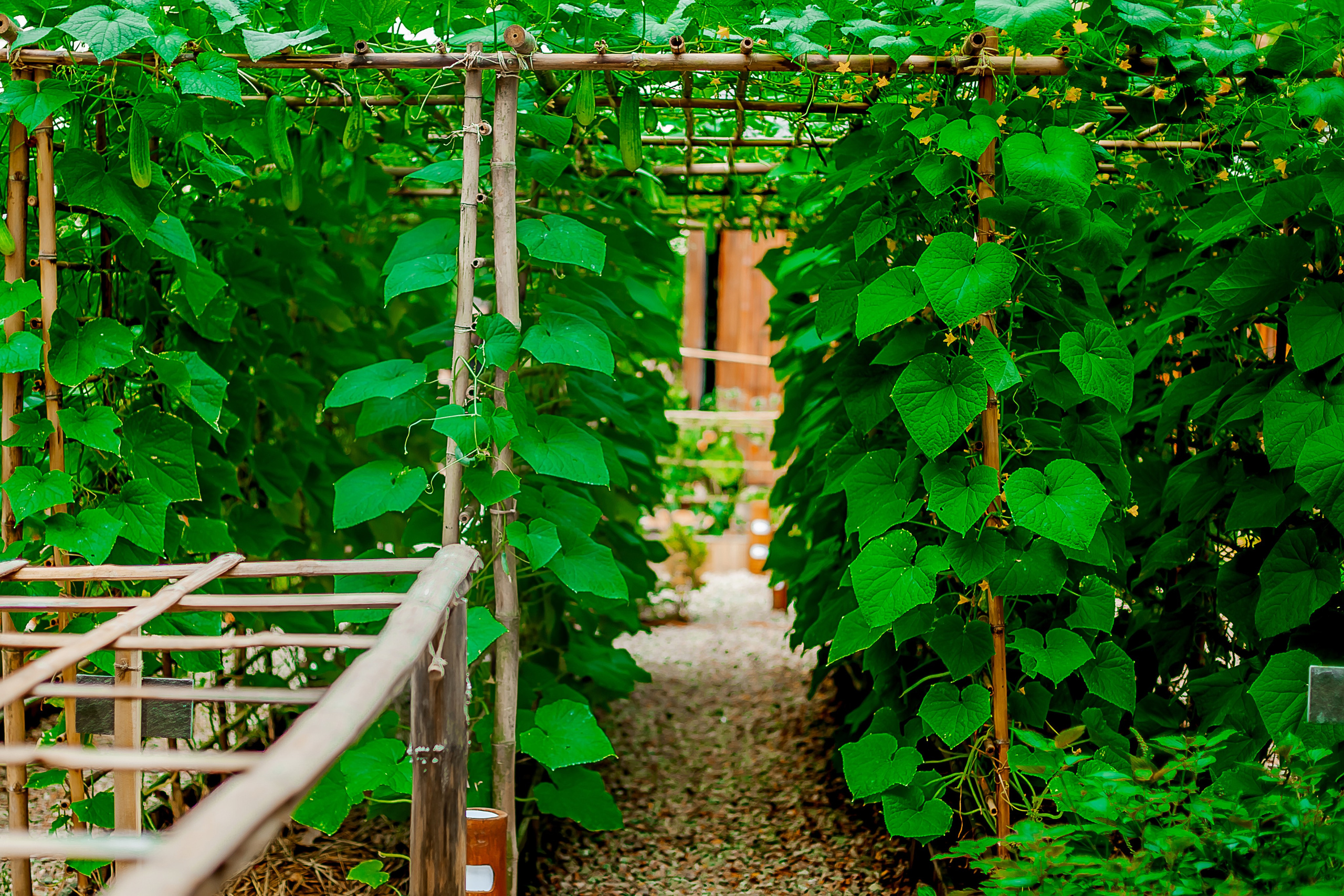 Репортажный фотограф Ялта. Репортажный фотограф Ялта
