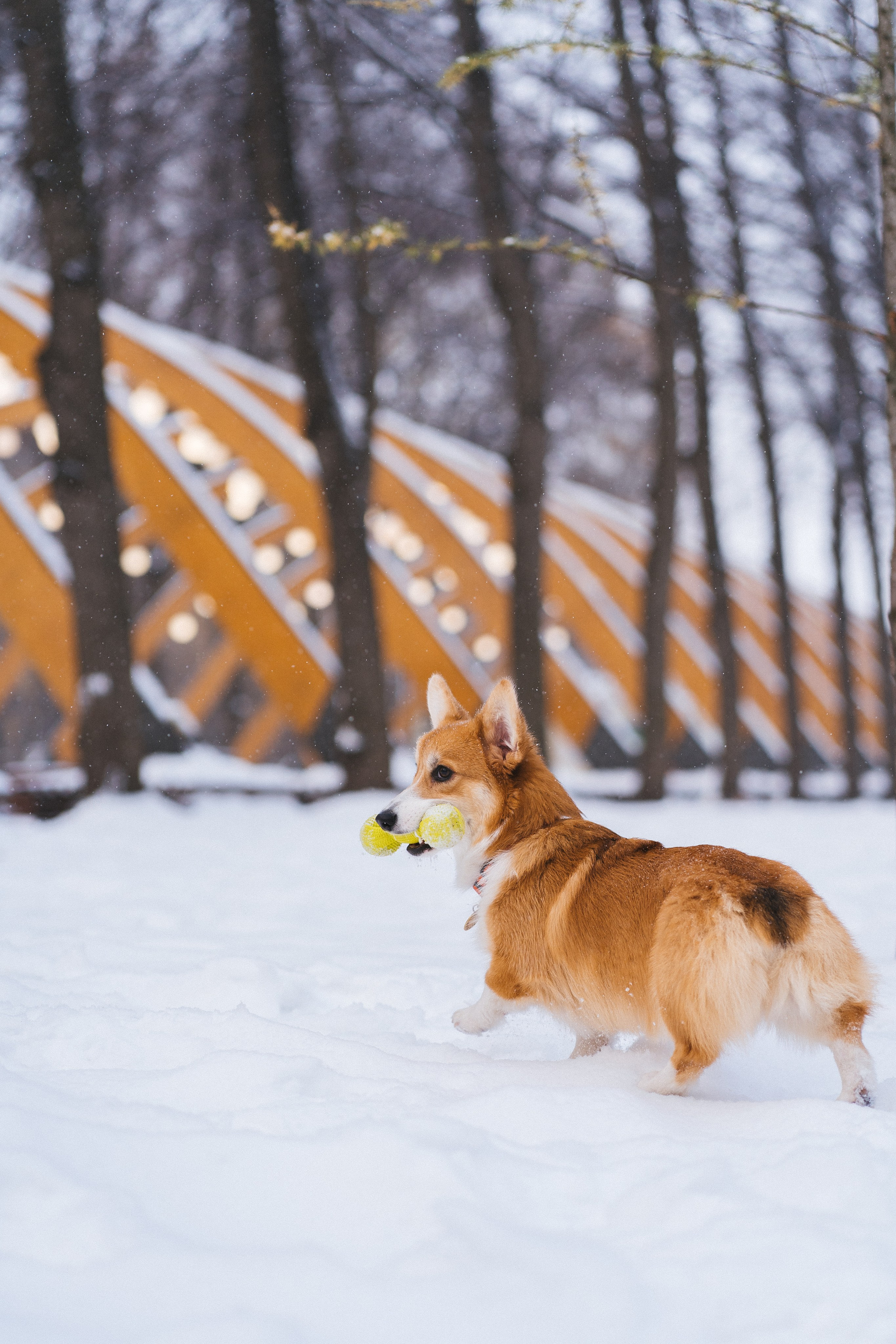 Агата и Лайк. Свадебный фотограф в Москве Анна Полушина
