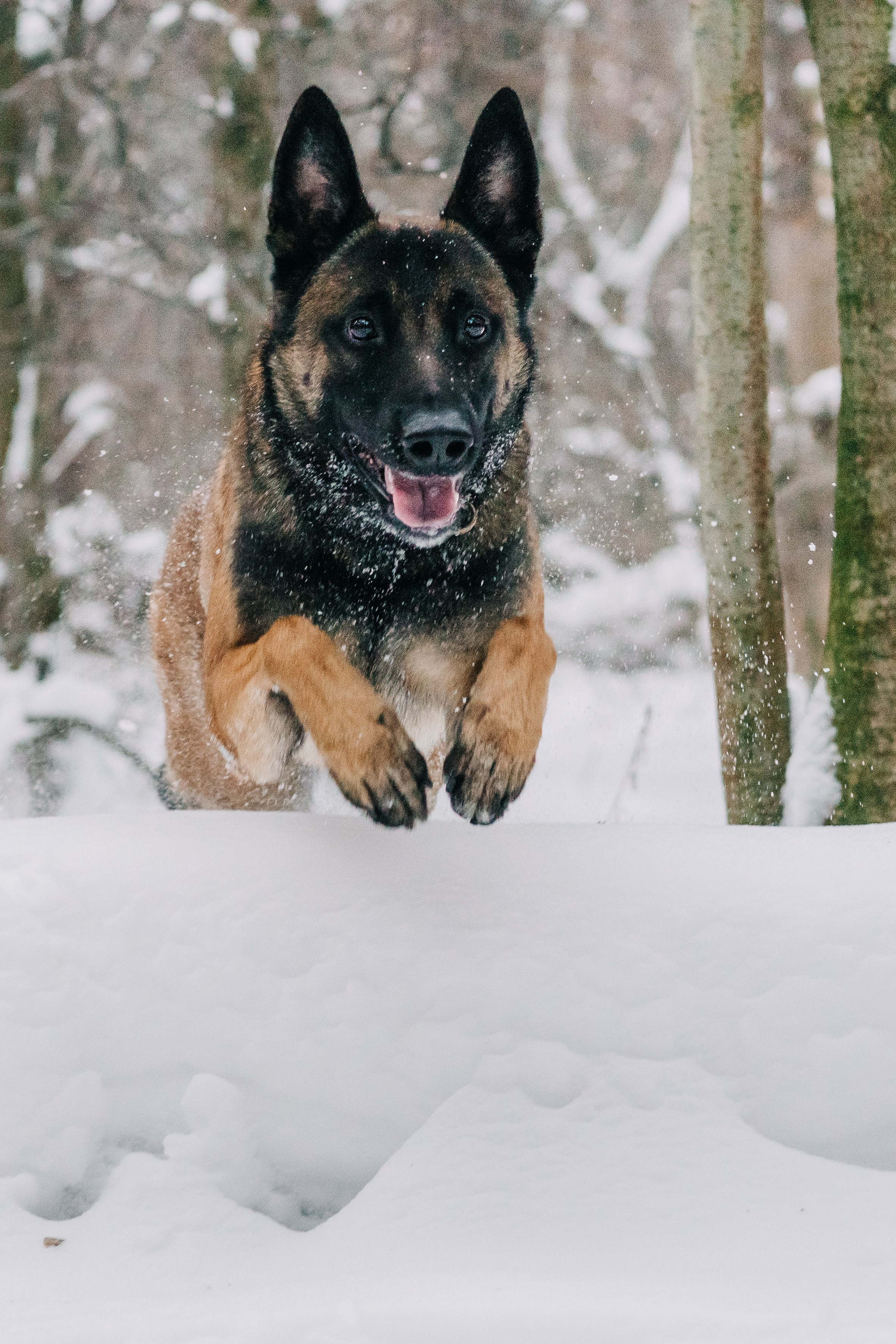 Life with dog. Saamill