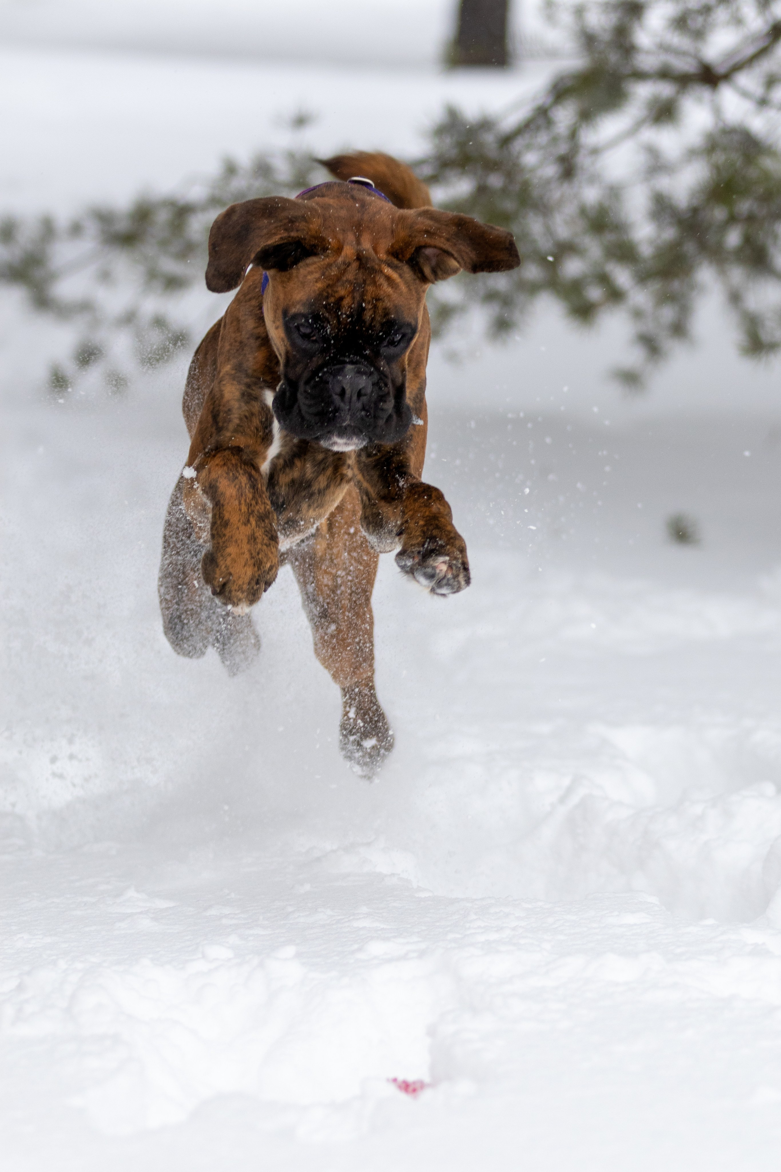 Прогулки. Фотограф — анималист в Москве и области Ольга Петракова