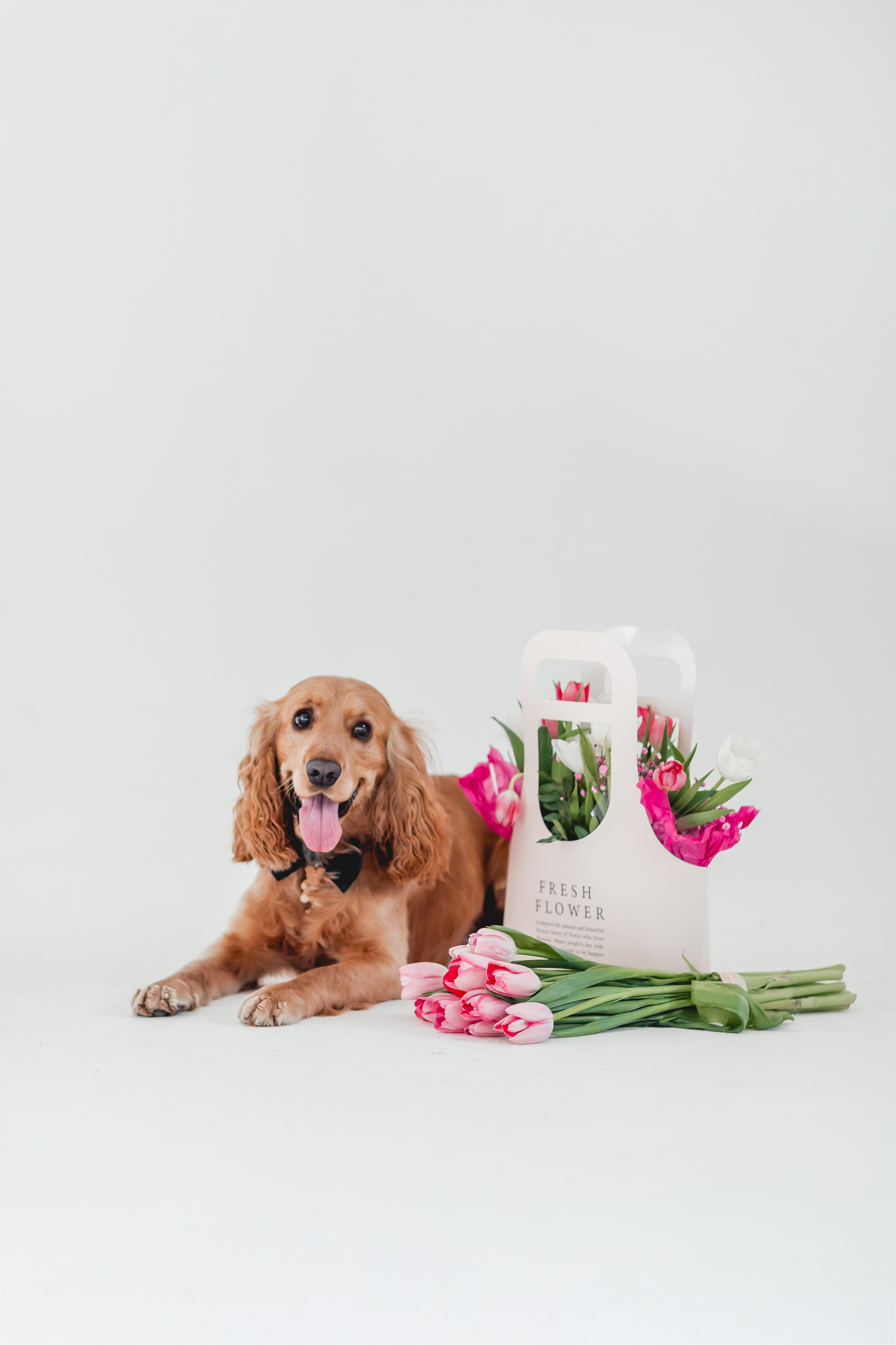 Лада и Барни. Семейный фотограф анималист Мария Крючкова