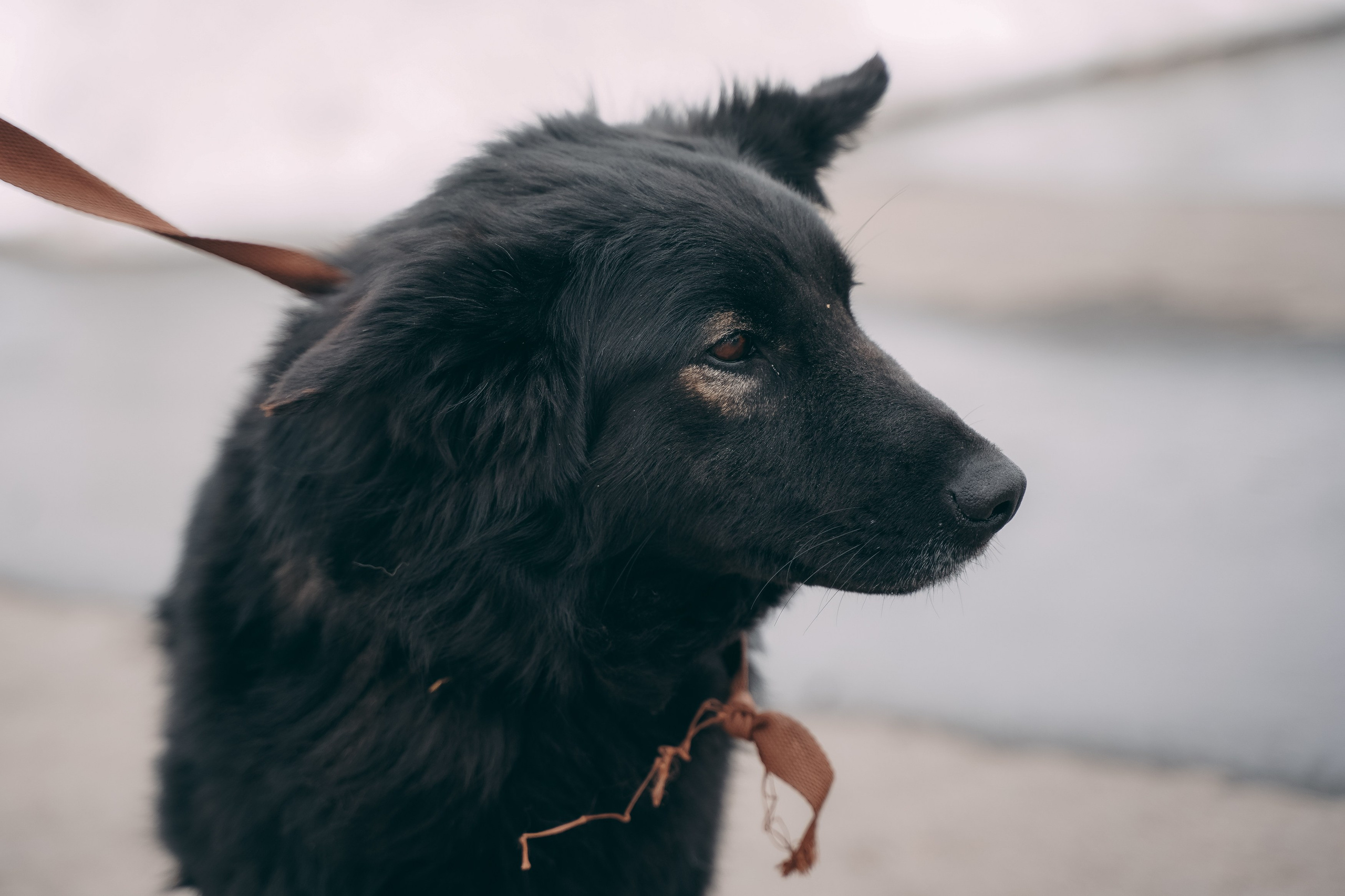 Съемка для благотворительного фонда «Дог 24». Фотограф-анималист, портретный фотограф в Чебоксарах Мария Садыкова