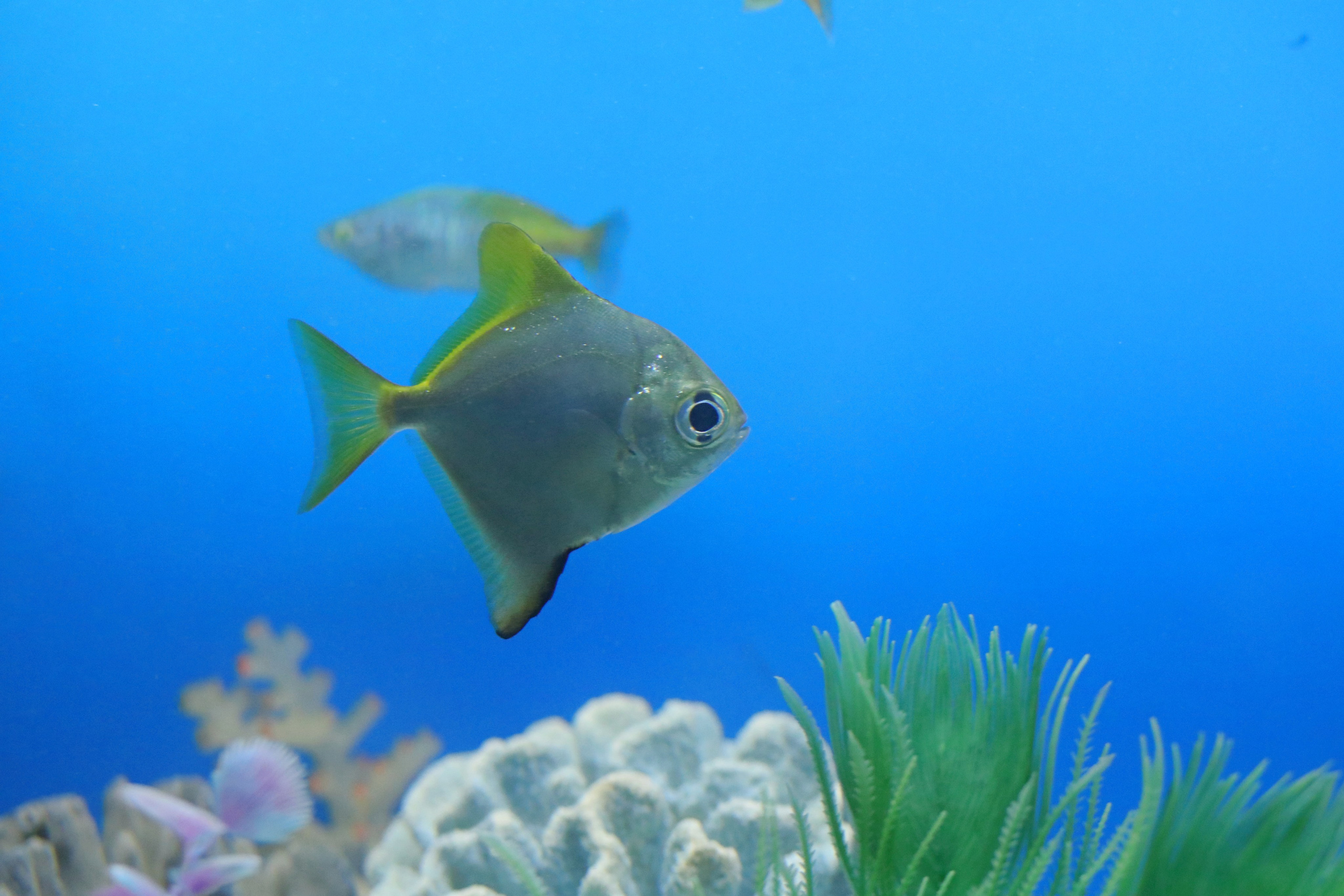 Ростовский зоопарк. Фото-художник и Репортажный фотограф Николаев Александр Алексеевич