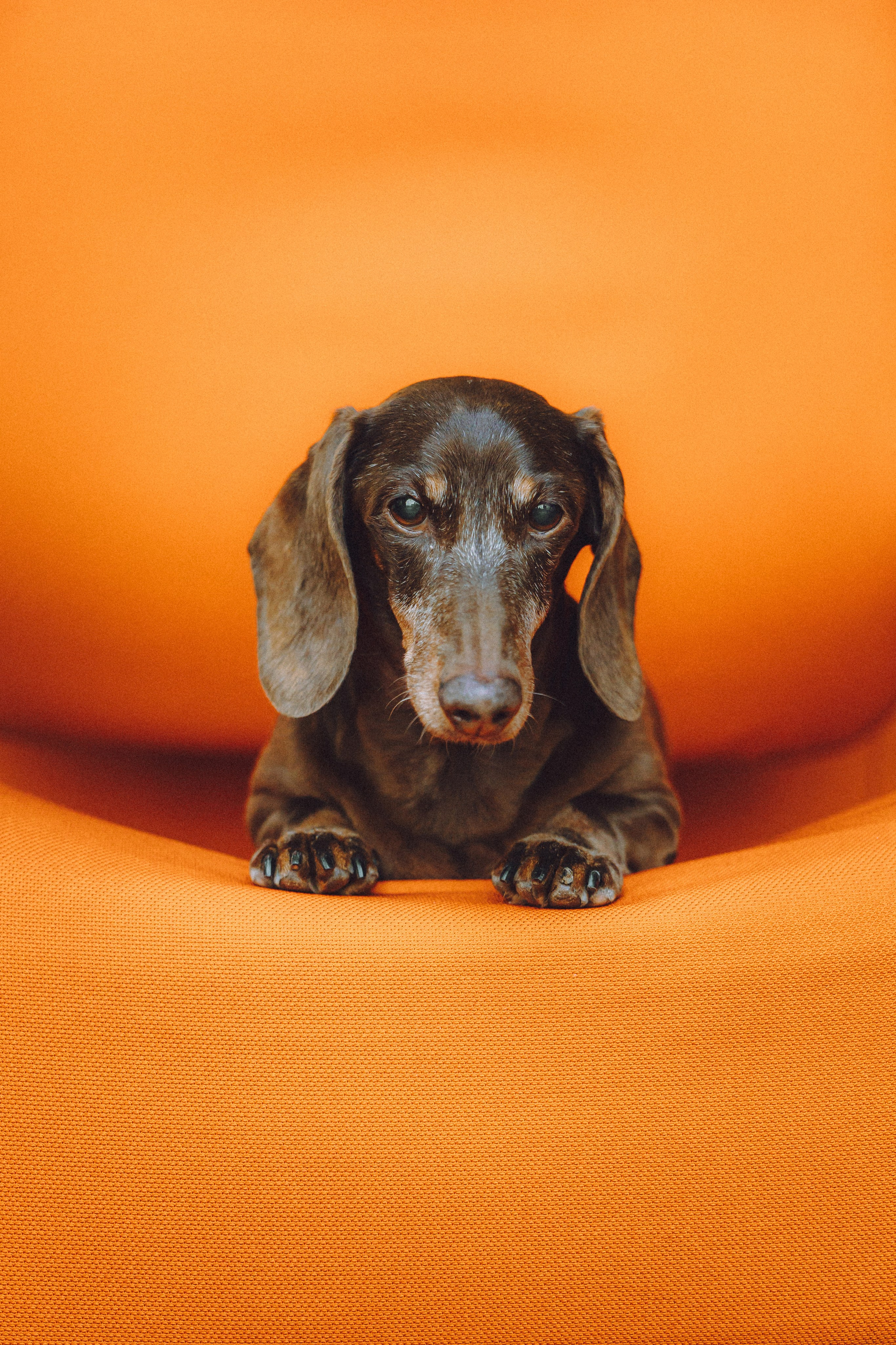 Кокос, Света, Динара и Вилли