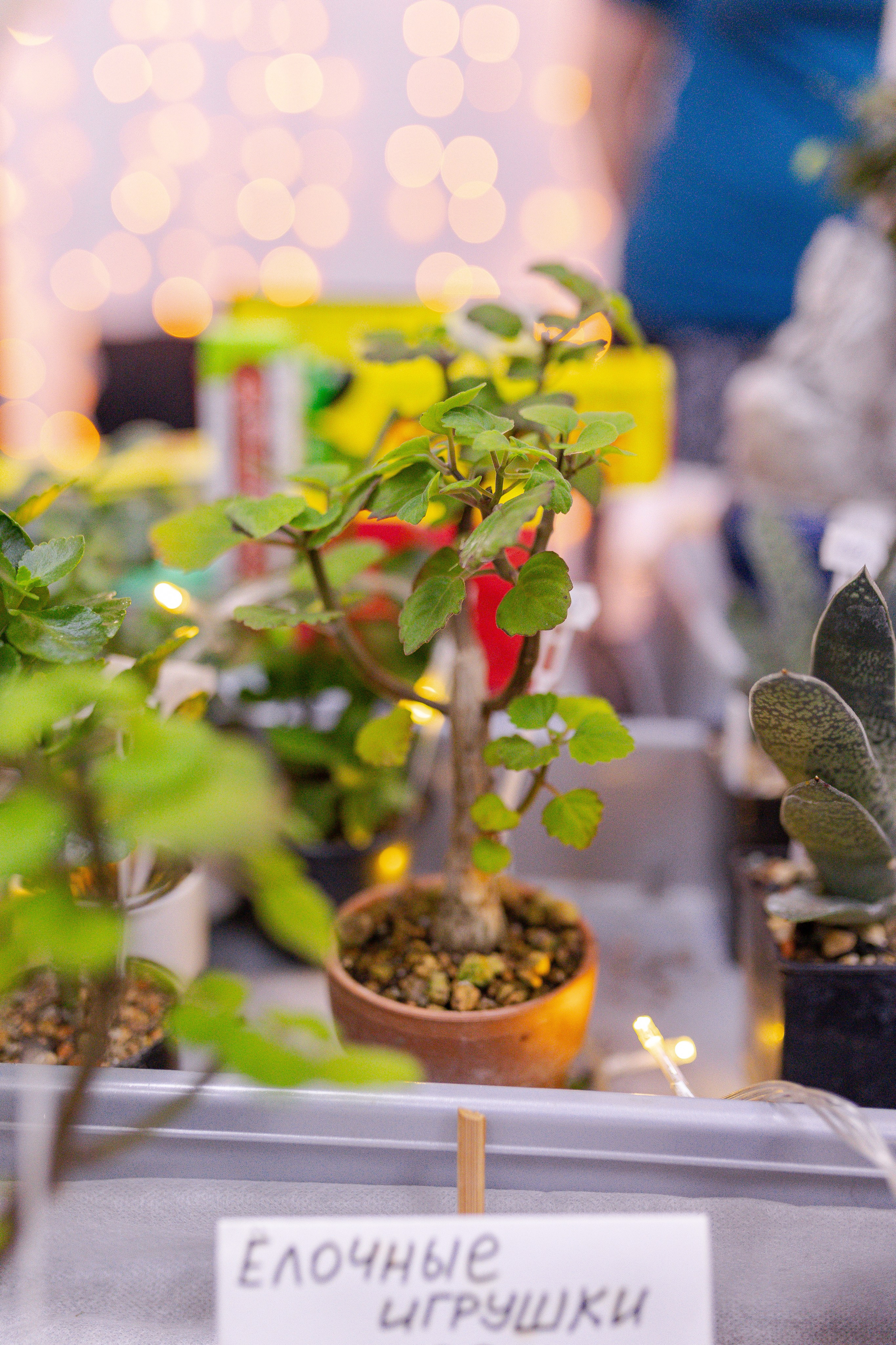 Орхидиум 12.2025. Александра Куликова фотограф, Москва