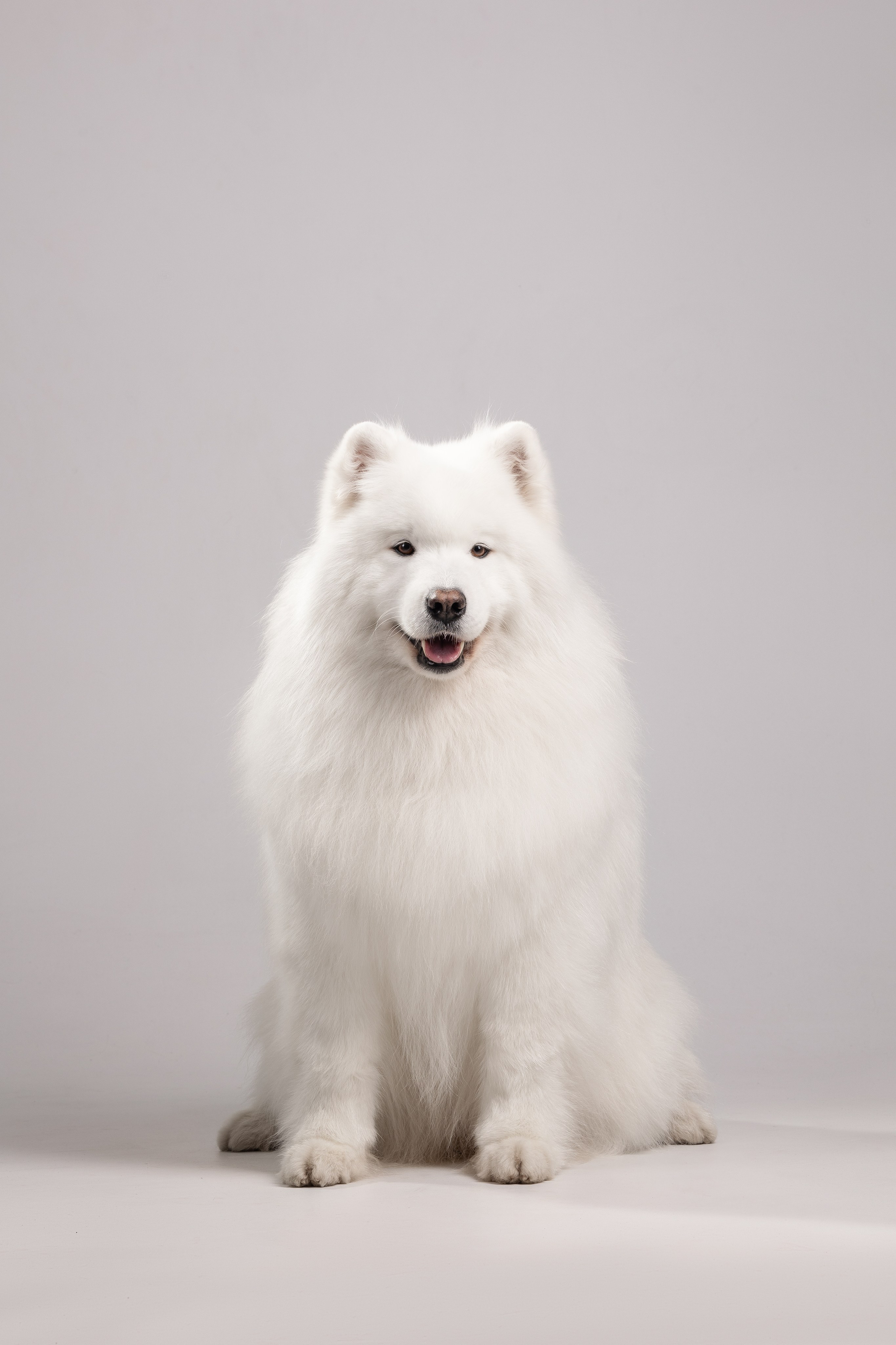 Самоеды в студии. Фотограф анималист в Москве Майорова Евгения