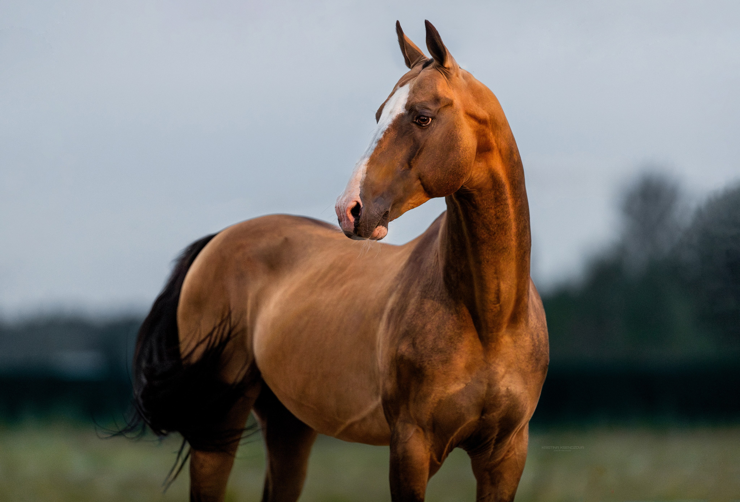 На природе. Фотограф-анималист Ксендзова Кристина