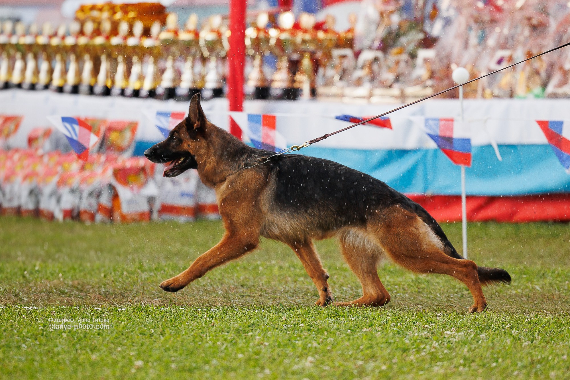Немецкие овчарки: фото из рингов и вне ринга, мутпроба (фотографии с выставок). Фотограф собак, фотограф-анималист Аня Титова (Titanya). Москва