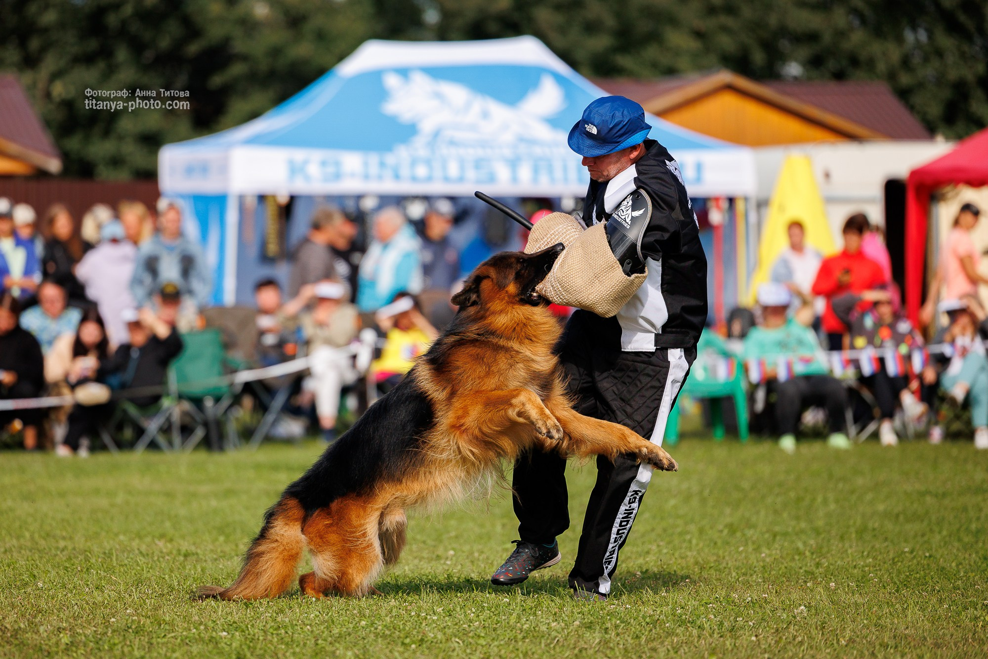 Немецкие овчарки: фото из рингов и вне ринга, мутпроба (фотографии с выставок). Фотограф собак, фотограф-анималист Аня Титова (Titanya). Москва