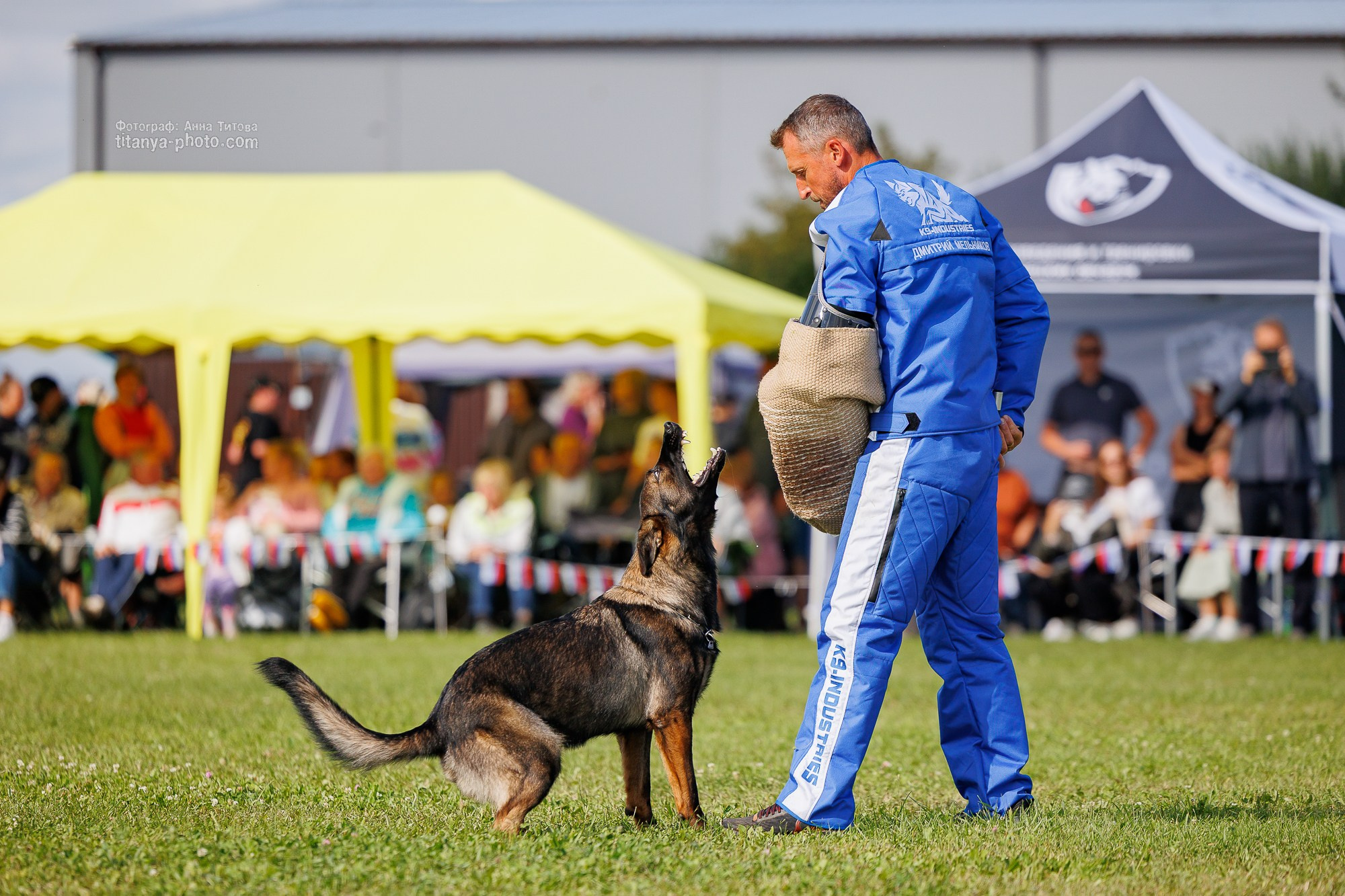 Немецкие овчарки: фото из рингов и вне ринга, мутпроба (фотографии с выставок). Фотограф собак, фотограф-анималист Аня Титова (Titanya). Москва