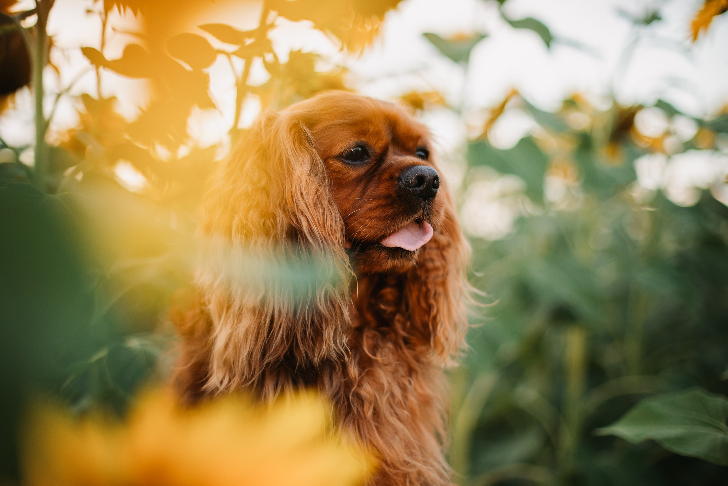 Фотосъёмка в поле подсолнухов на закате. Фотограф-анималист в Москве и Московской области Татьяна Фролова