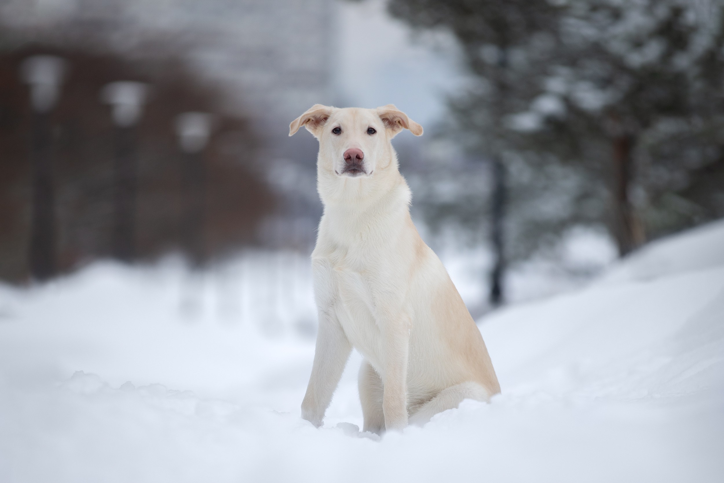 Фотопрогулка с Авророй и Амуром в Гольяново. Фотограф-анималист в Москве и Московской области Татьяна Фролова