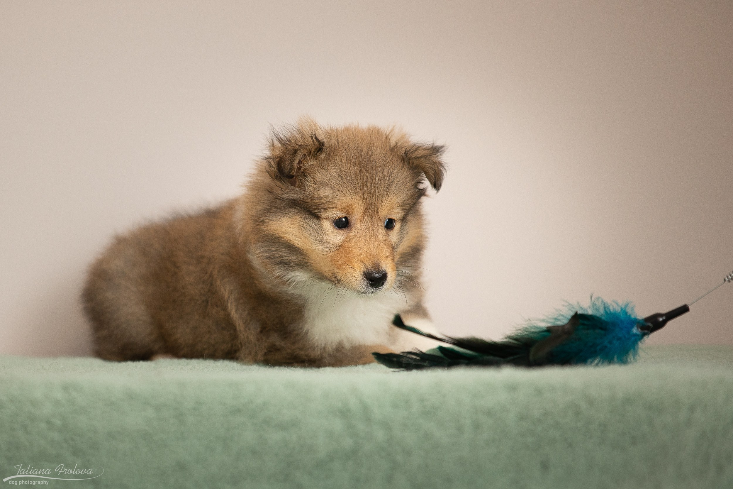 Съёмка щенков дома. Фотограф-анималист в Москве и Московской области Татьяна Фролова