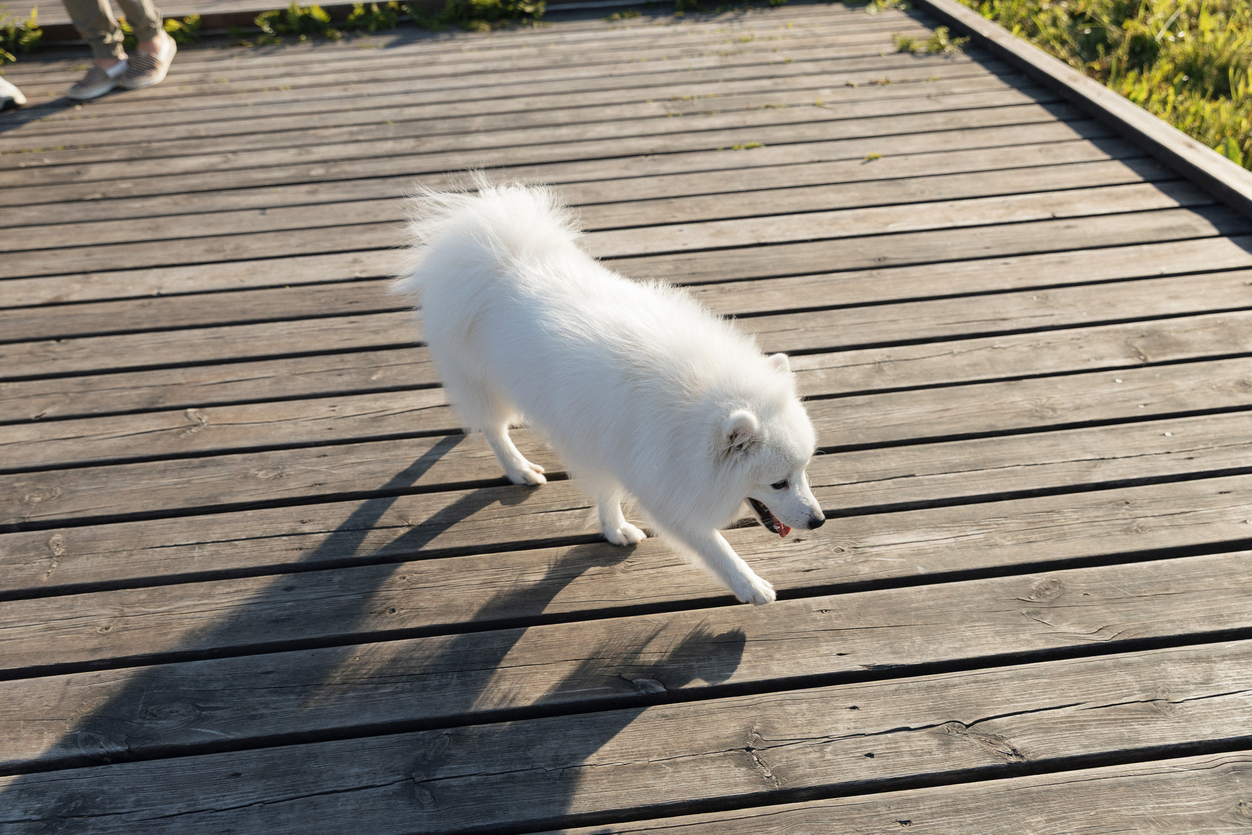 Евгений и Дарья. Свадебный и репортажный фотограф в Санкт-Петербурге Николай Голованов