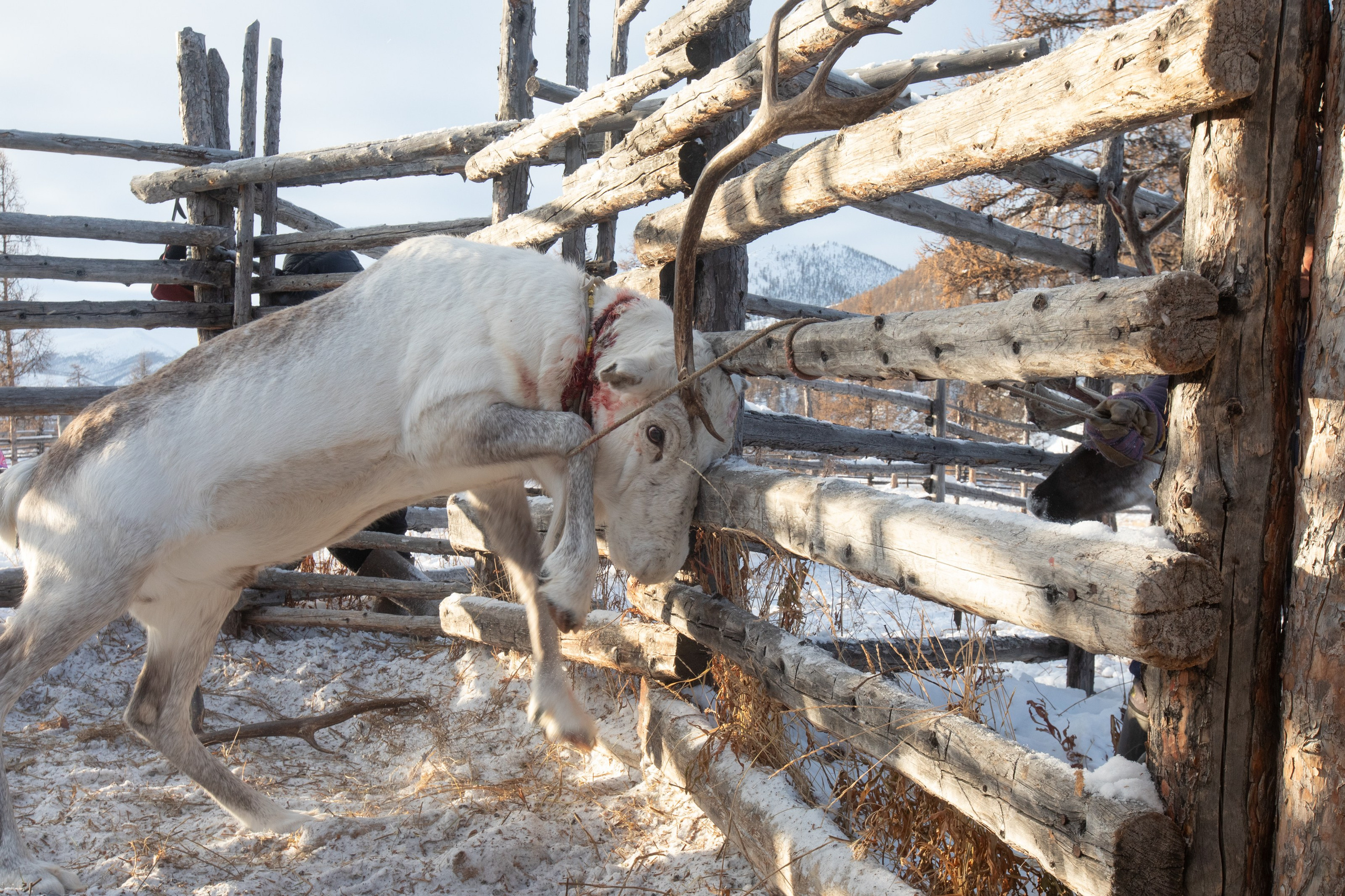 Не забудь накормить озеро. Natalya Madilyan