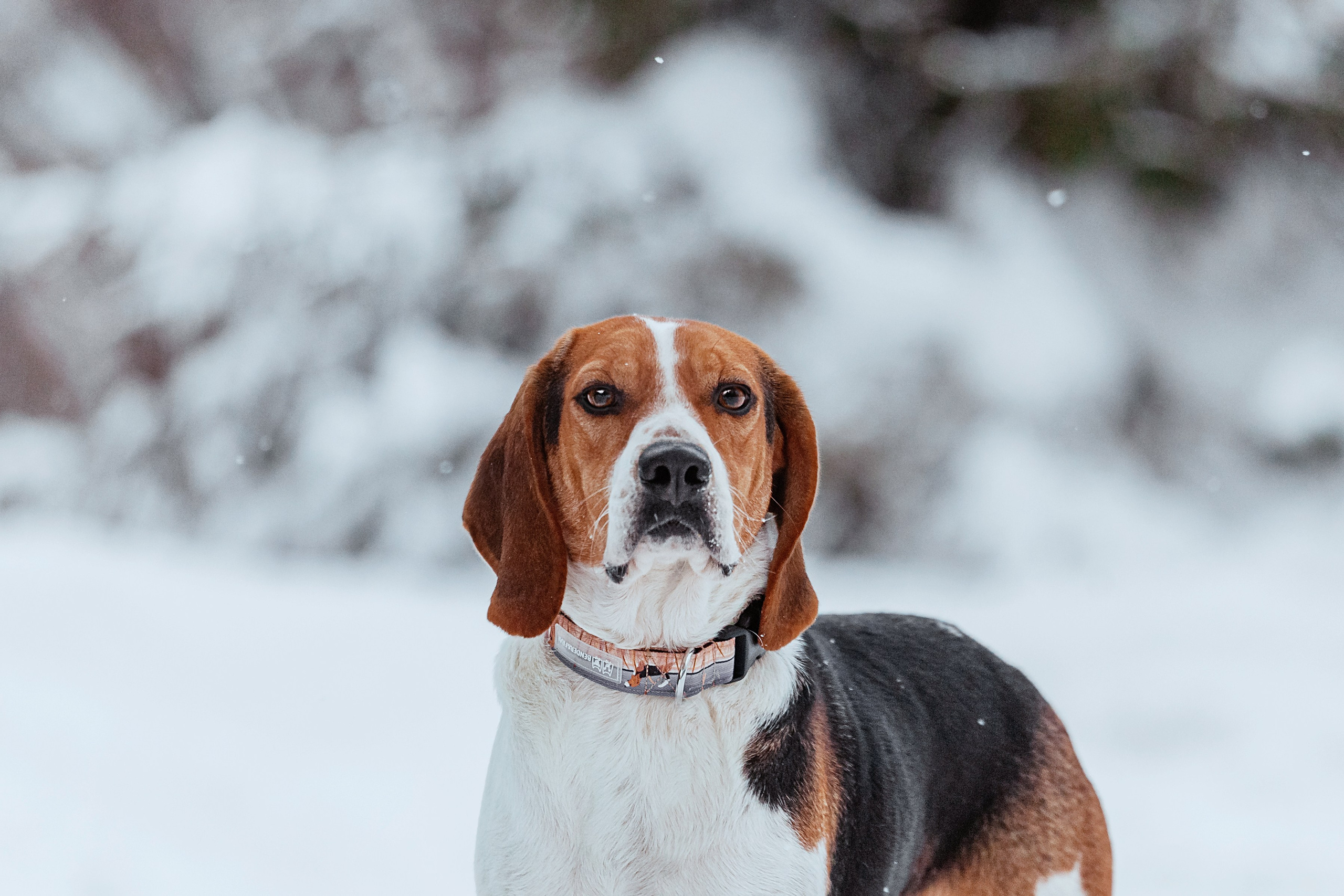 Дом для Биглей 2023. Фотограф-анималист Татьяна Степанова