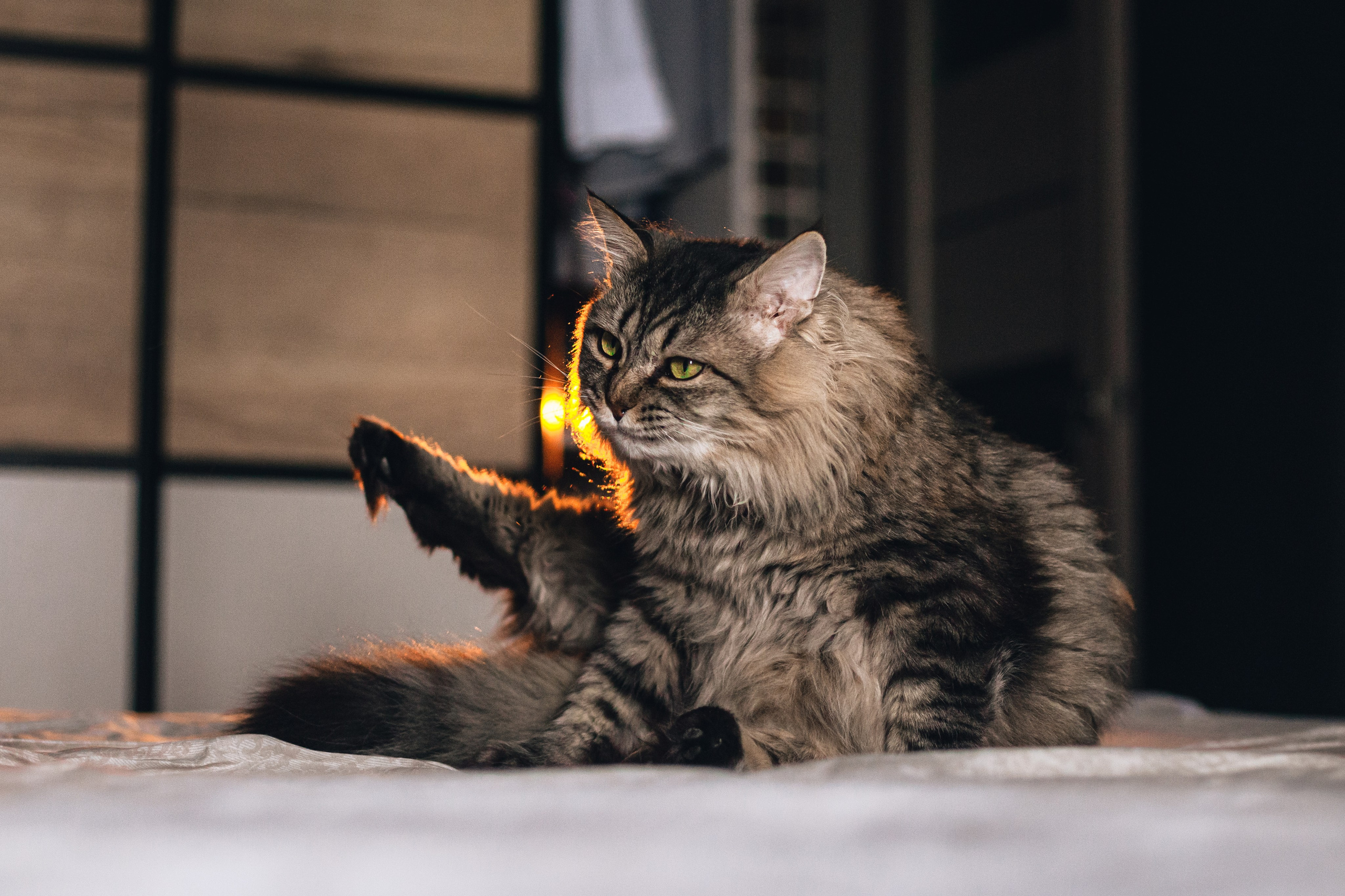 Домашняя фотосессия кота. Фотограф-анималист Татьяна Степанова